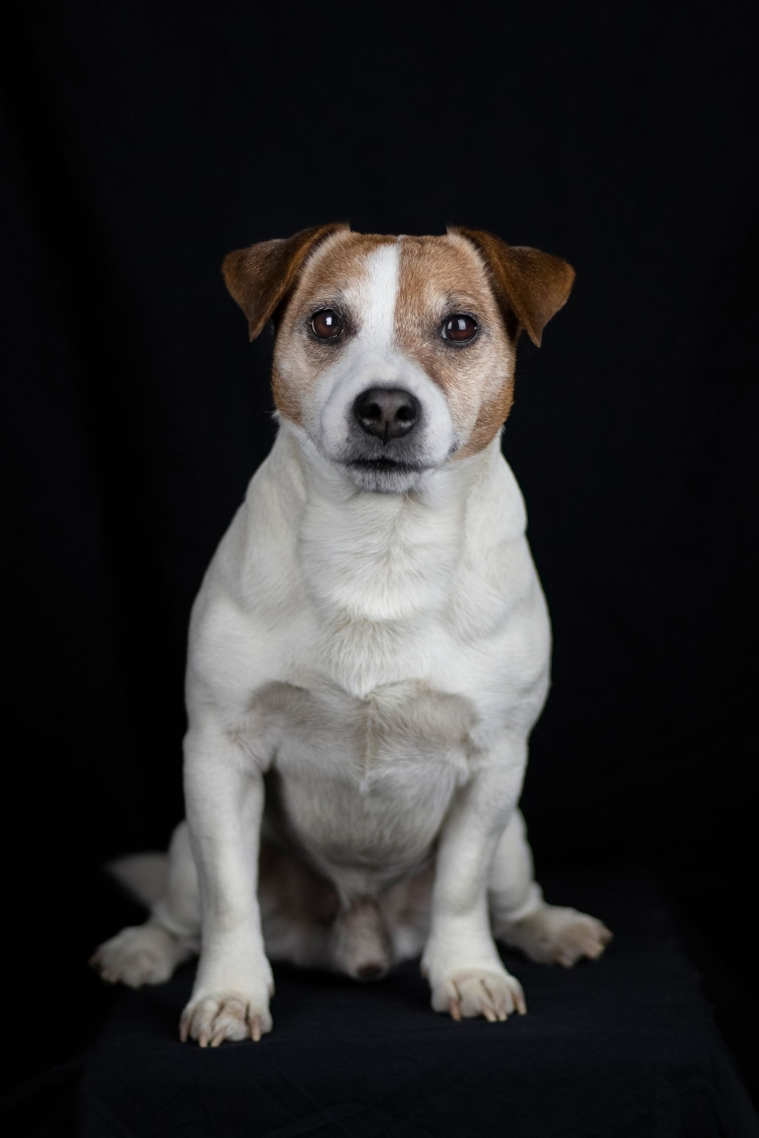 jack russell