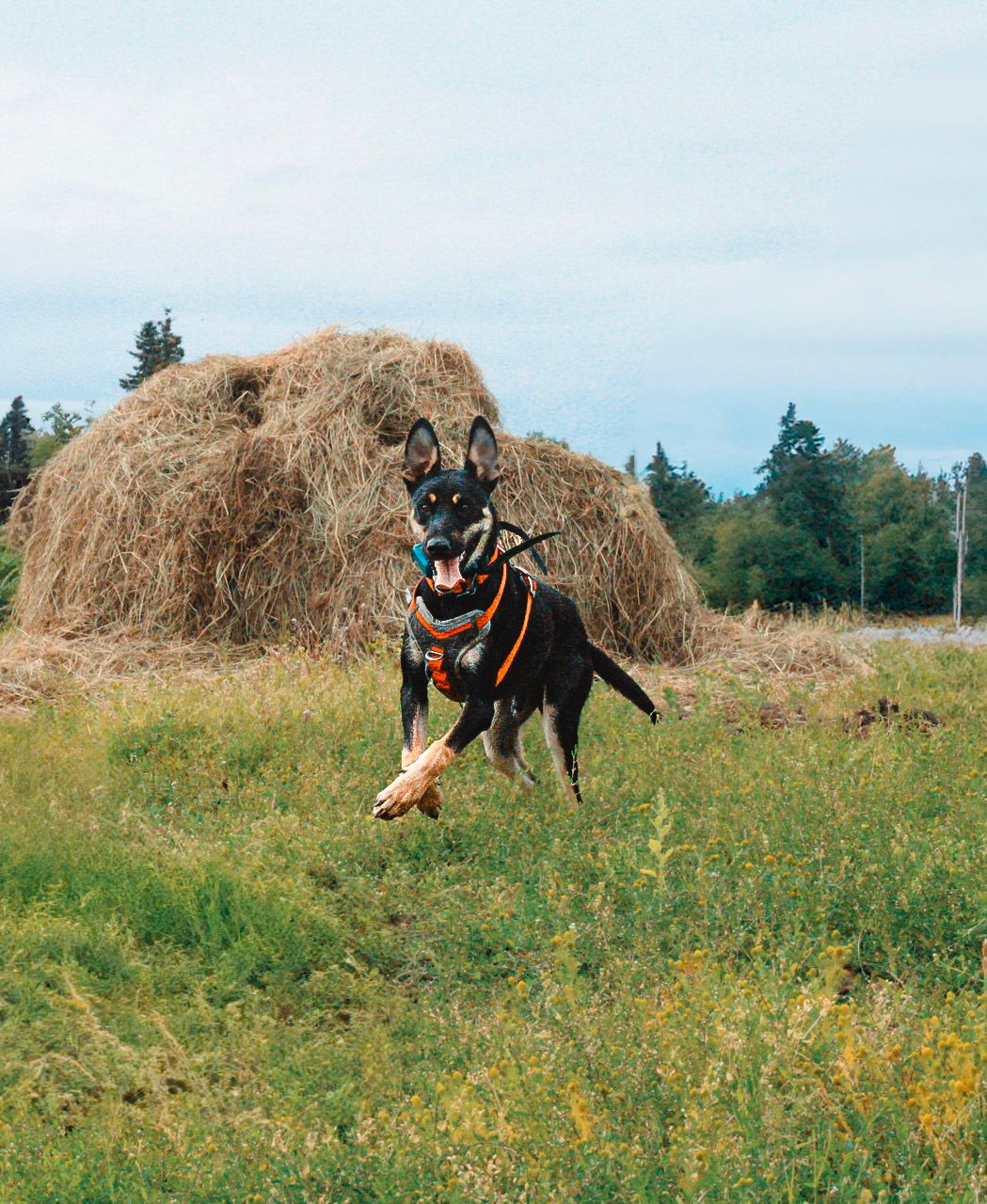 Black dog playing with a toy in a grassy field with a hay bale in the background.