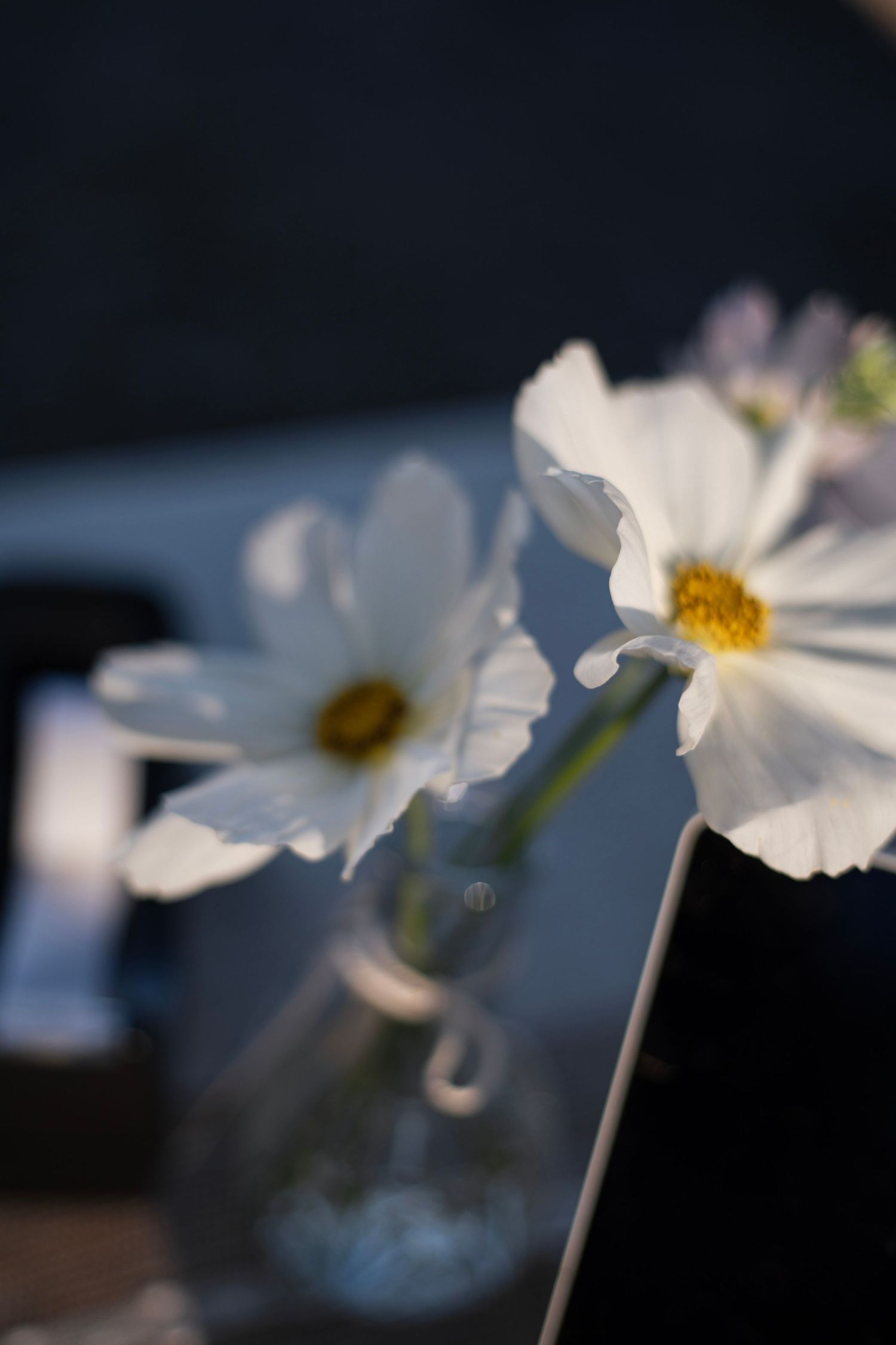 White cosmos flowers with yellow centers in a glass vase, softly lit against a dark blurred background.