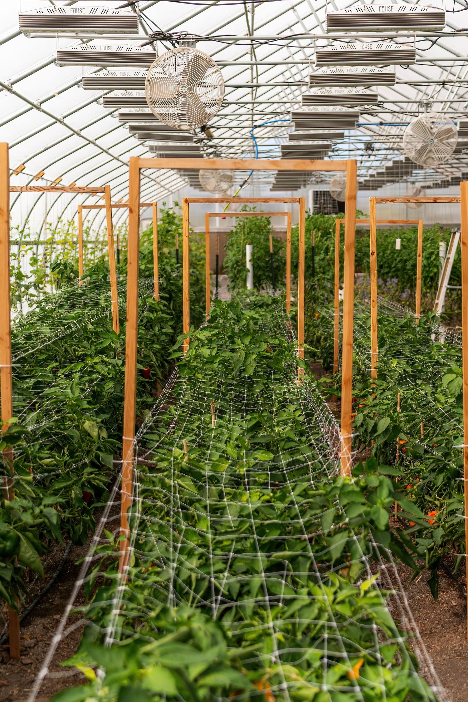 Professional interior photography of a lush greenhouse filled with thriving produce by Oasis Digital.