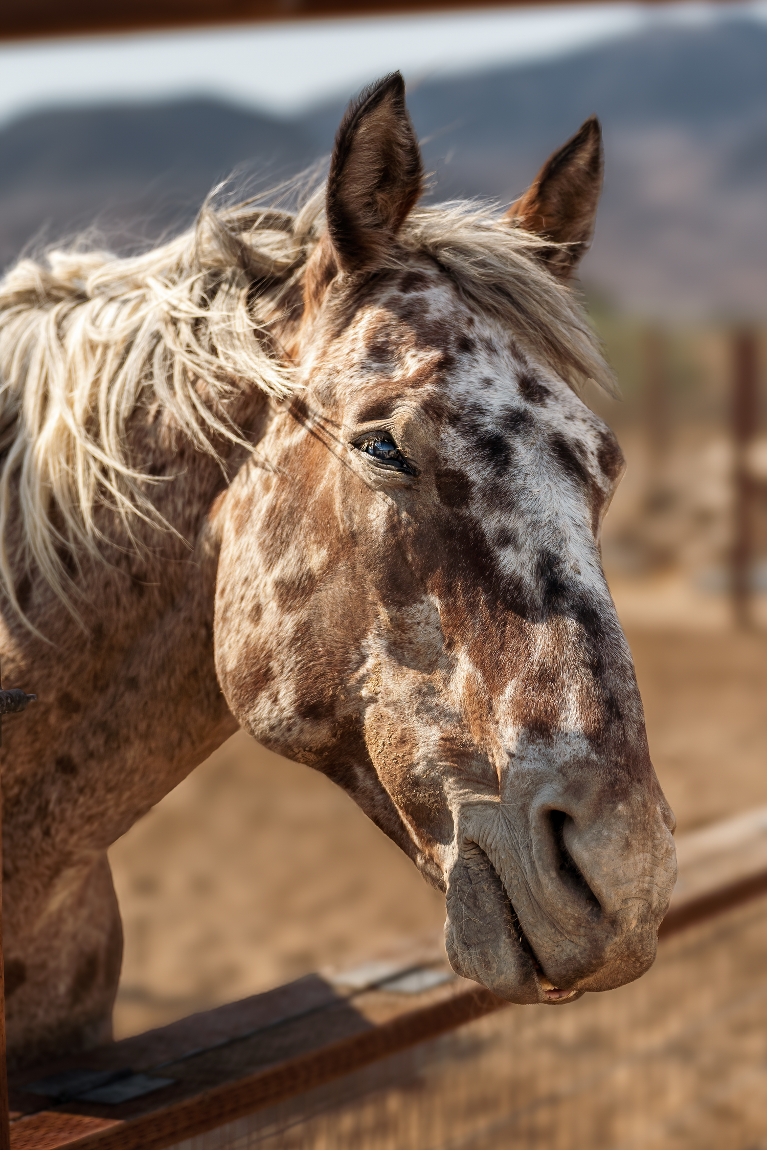 Professional wildlife portrait of a horse in natural light captured by Oasis Digital.