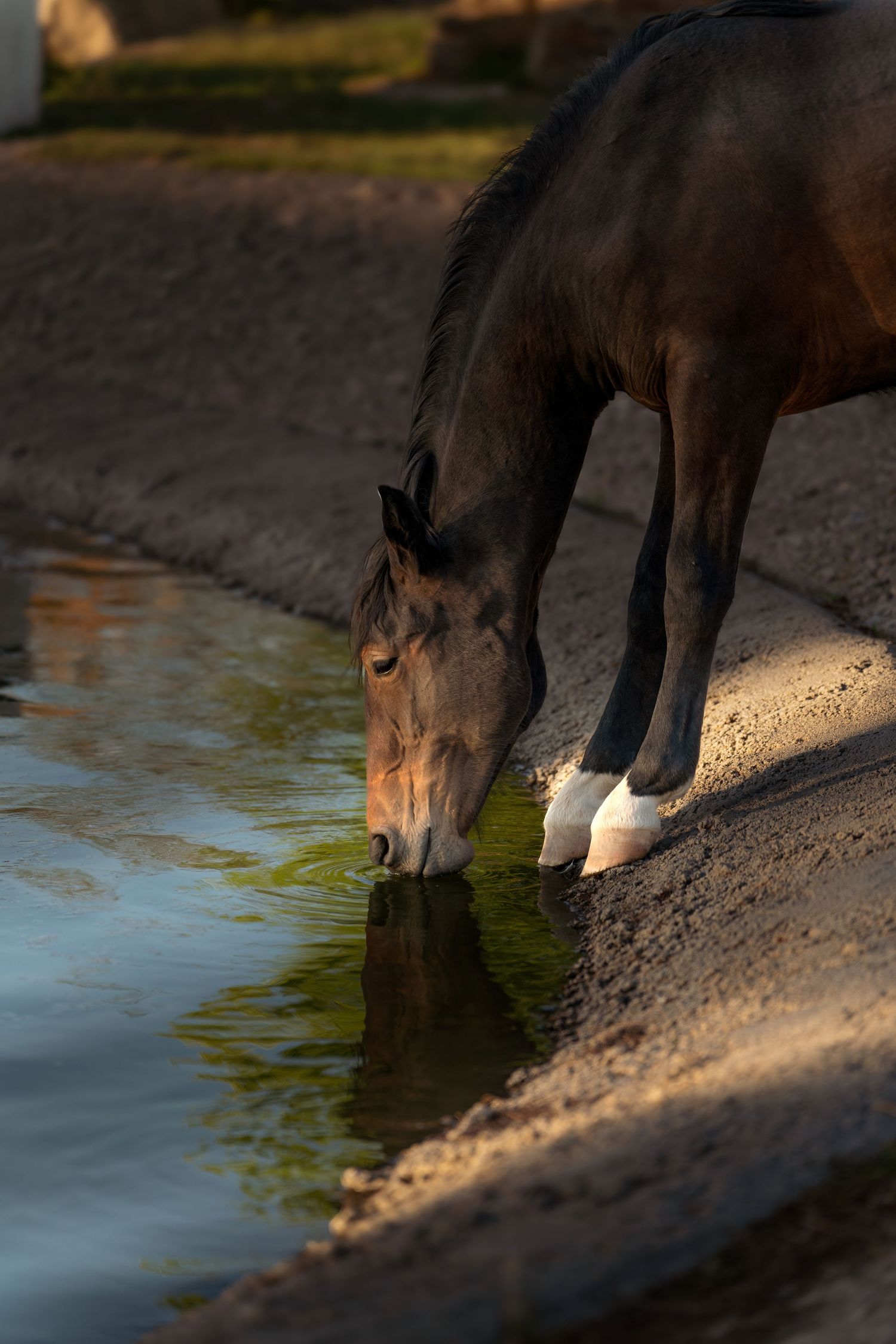 Nature photography of a horse drinking from a calm pond captured by Oasis Digital.