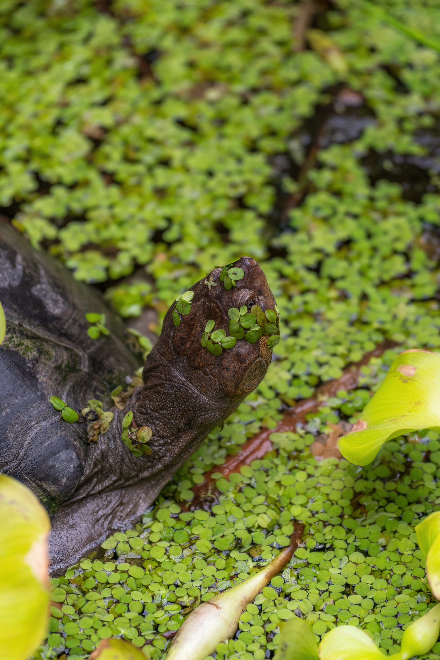 Professional wildlife photo of a turtle basking in the sun in a pond by Oasis Digital.