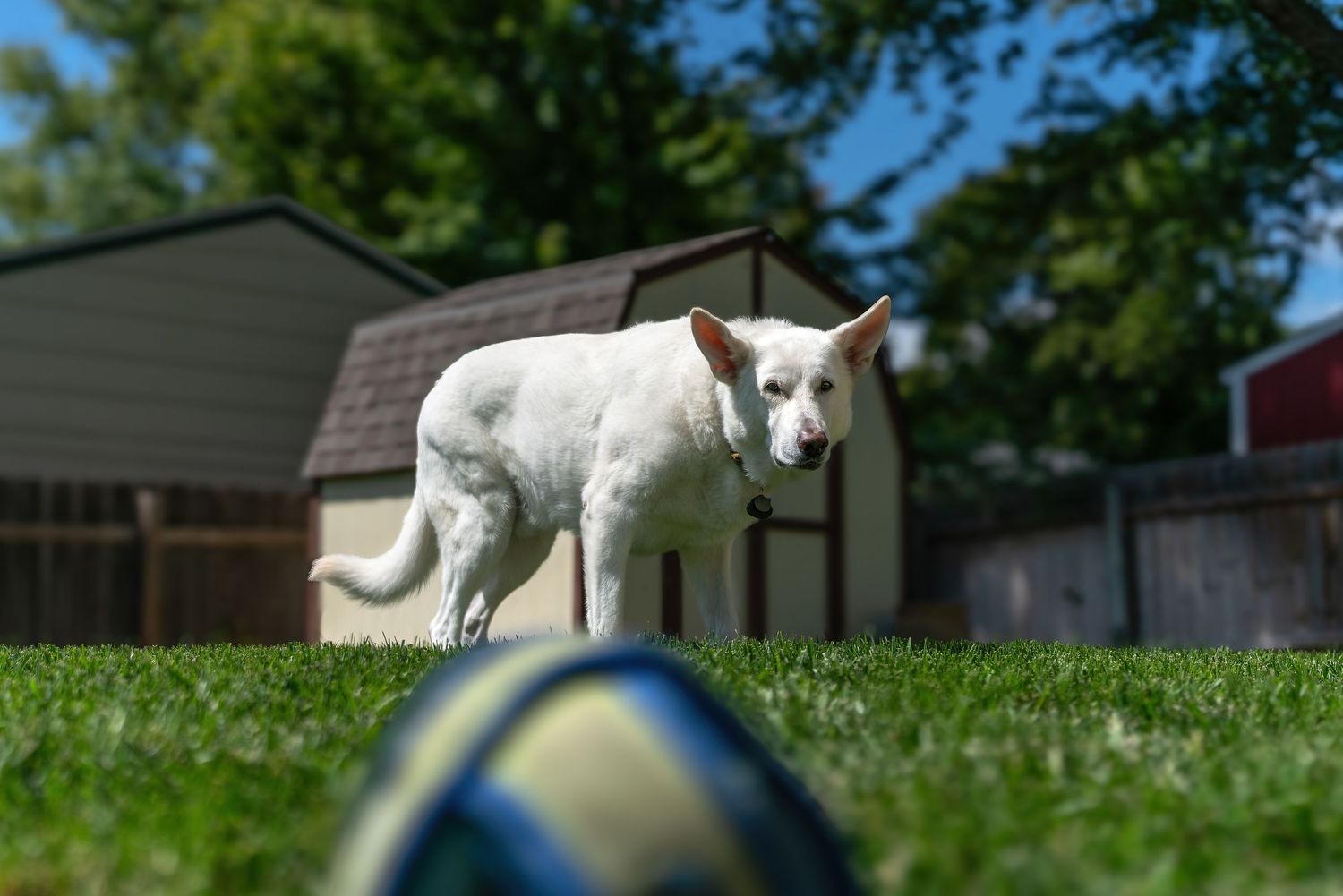 Elegant dog portrait photography featuring a white German Shepherd with alert expression by Oasis Digital.