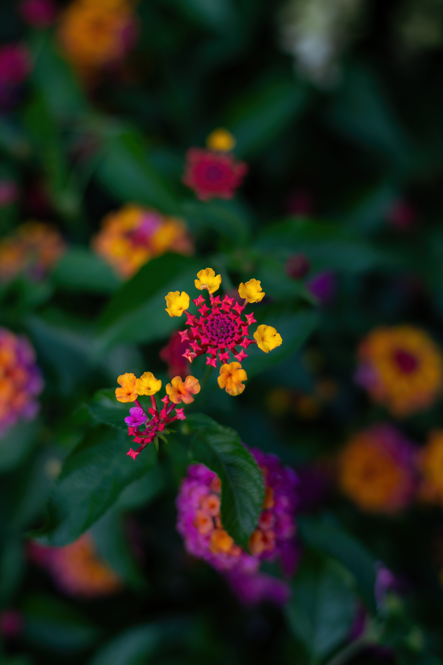 Close-up garden photography of blooming plants and fresh green foliage by Oasis Digital.