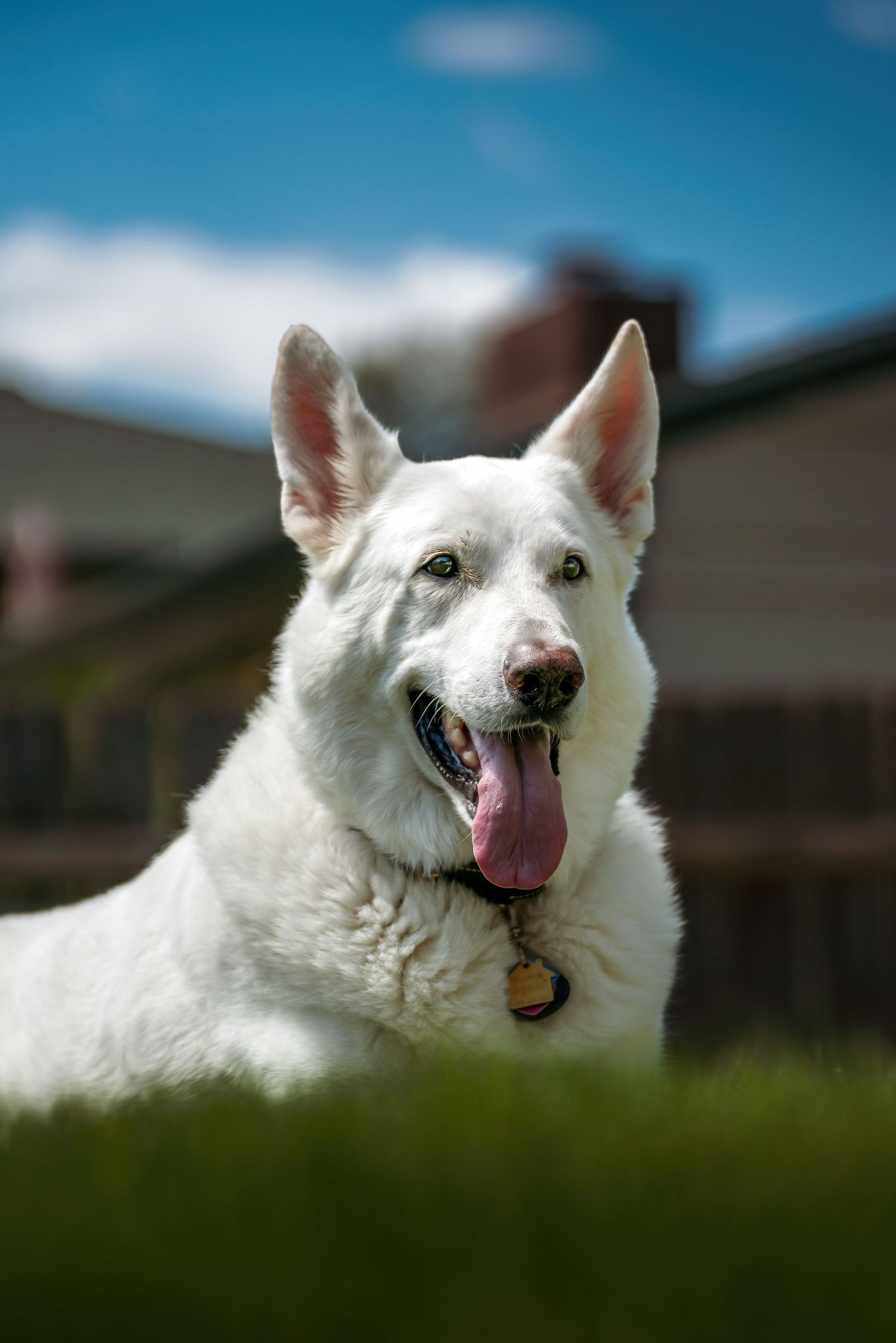 Stunning portrait photography of a white German Shepherd dog captured in natural light by Oasis Digital.