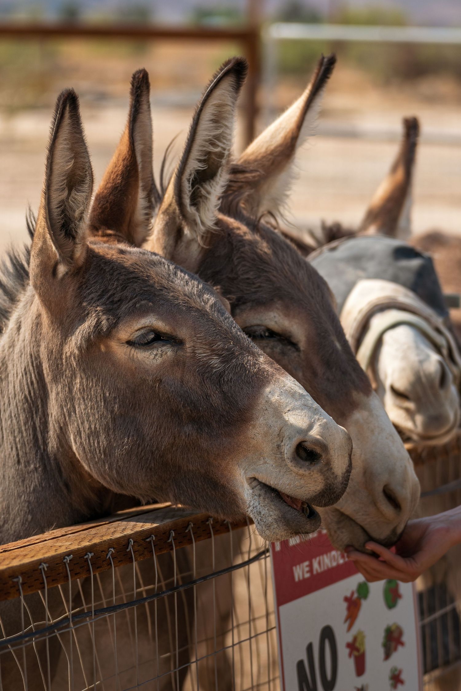 Wildlife photography of friendly burros being hand-fed outdoors by Oasis Digital.