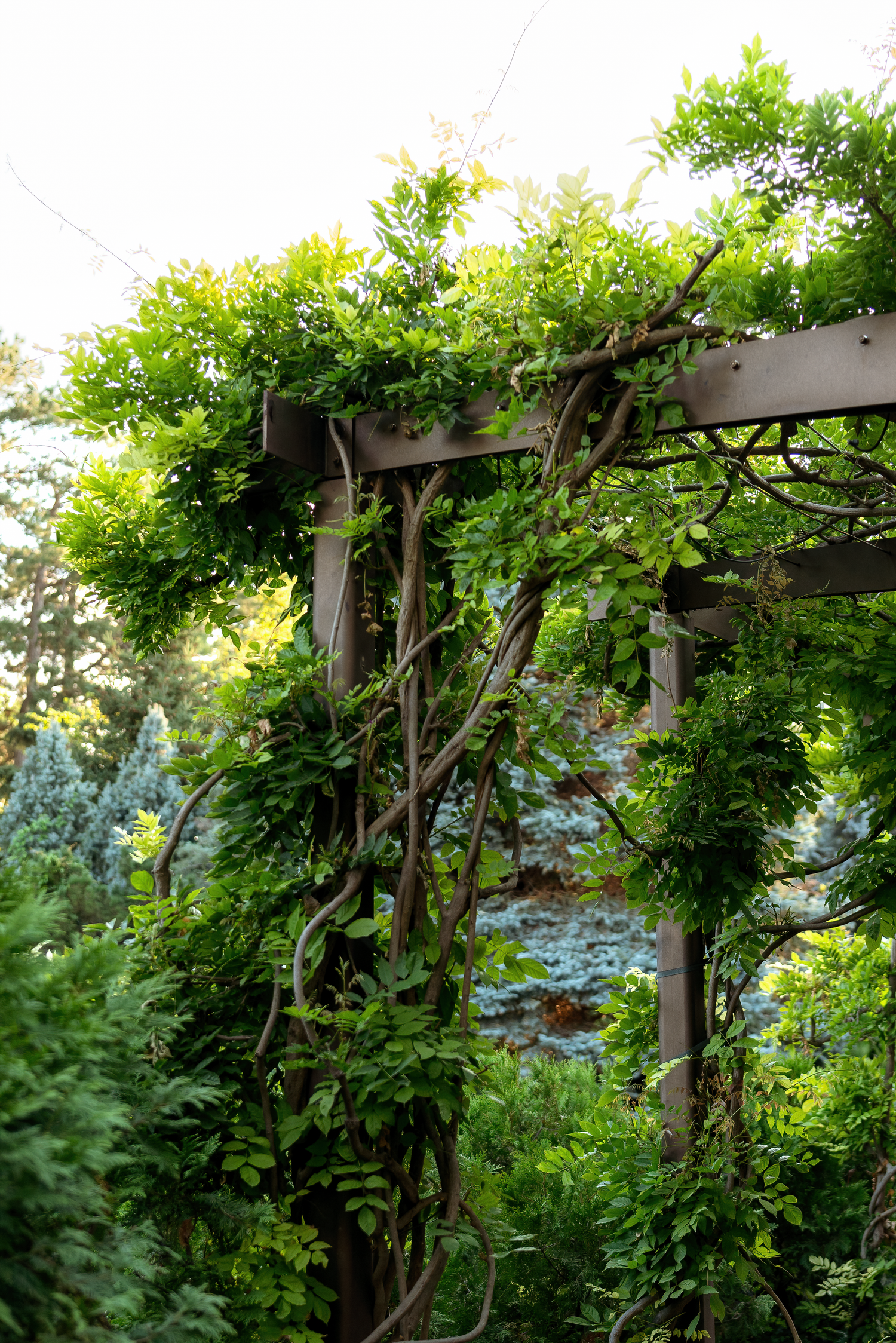 Professional outdoor photography of a manicured garden and natural textures by Oasis Digital.