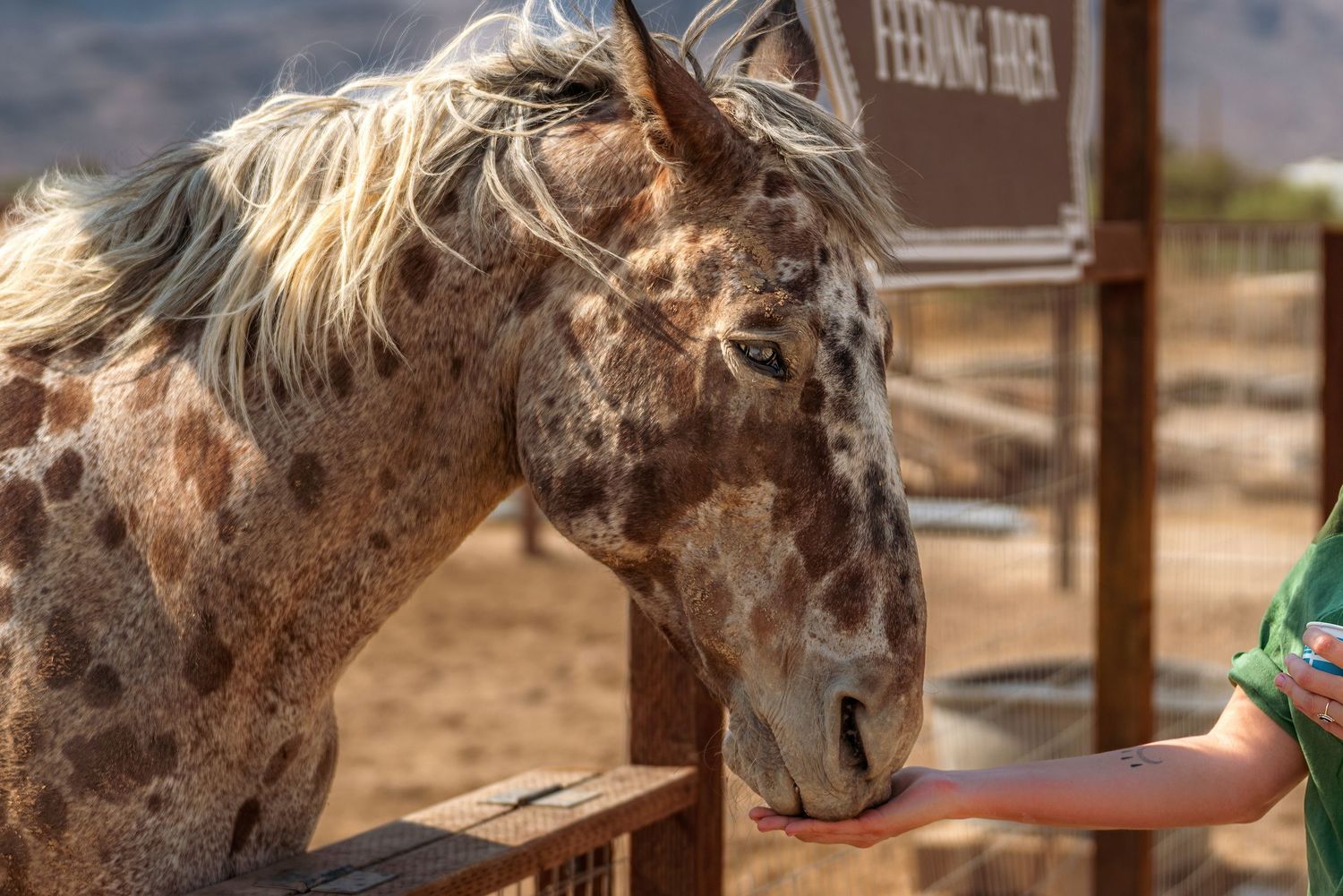 Professional wildlife portrait of a horse in natural light captured by Oasis Digital.