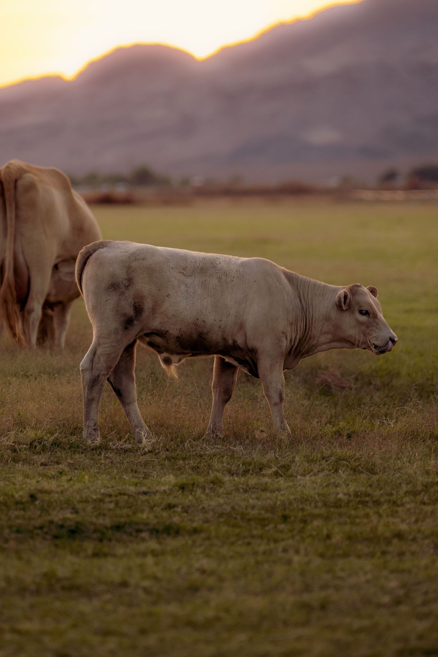 High-quality animal photography of grazing cows in a rural pasture by Oasis Digital.
