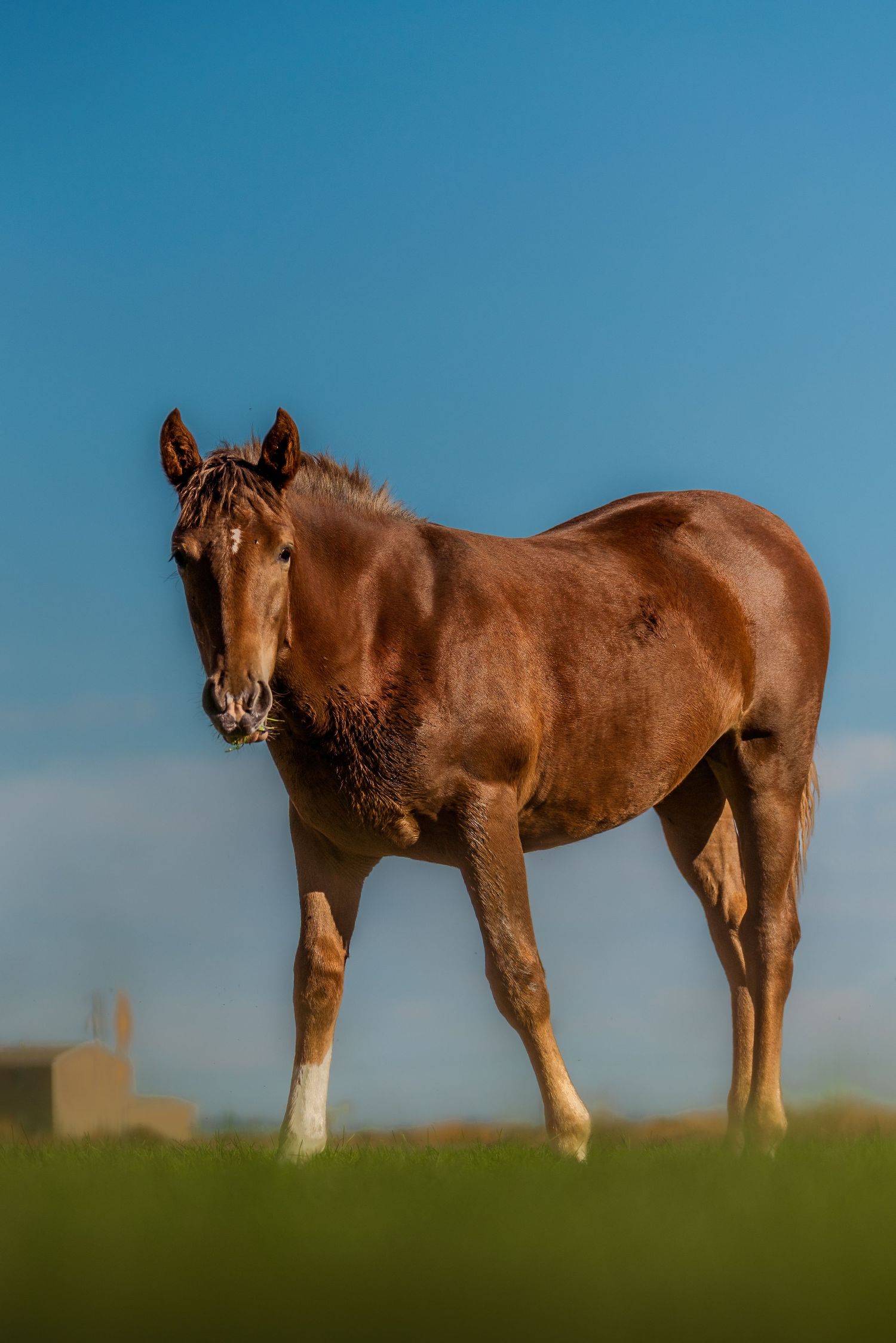 Wildlife photography of wild horses roaming open grassland captured by Oasis Digital.