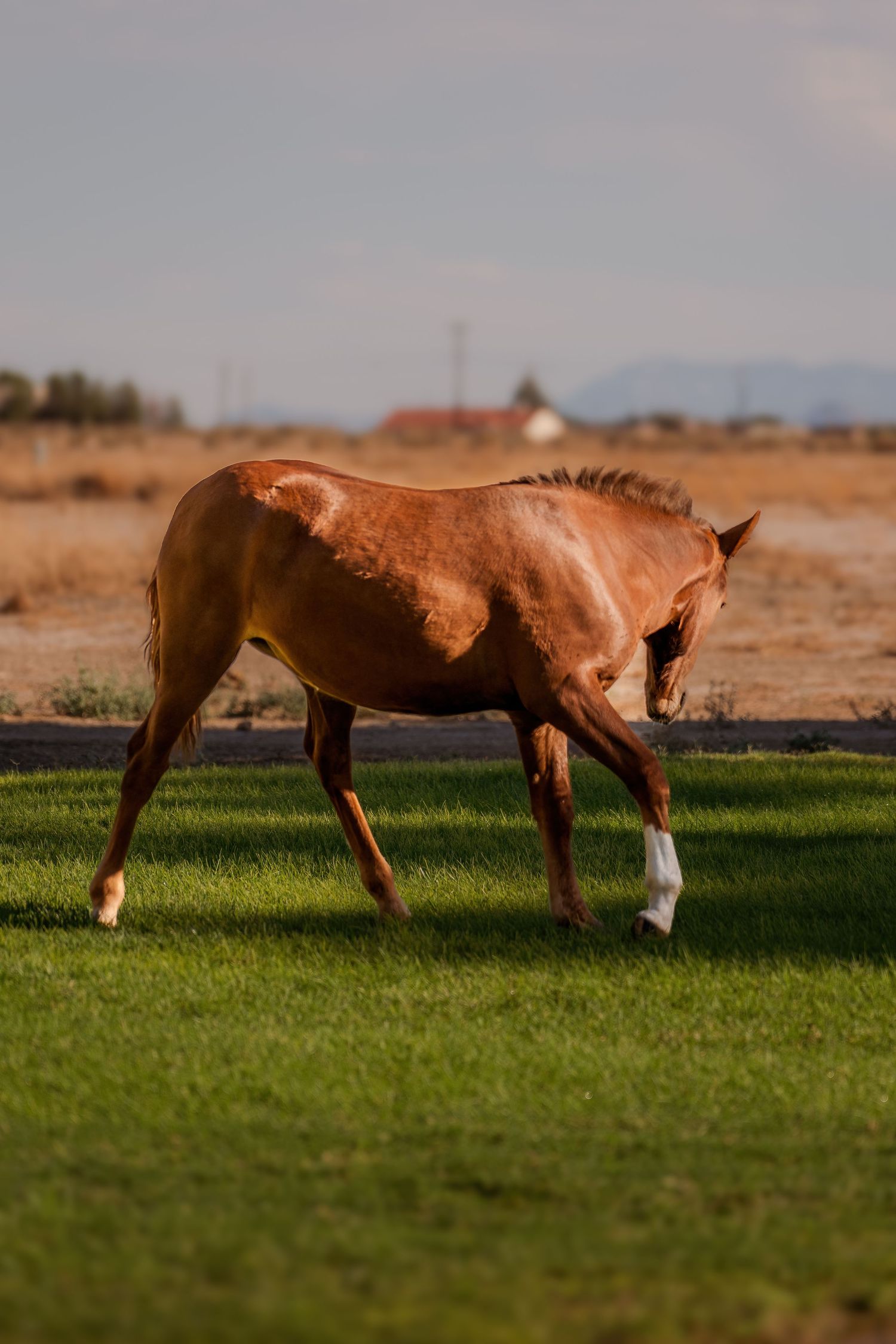 Wildlife photography of a horse prancing gracefully in an open field captured by Oasis Digital.
