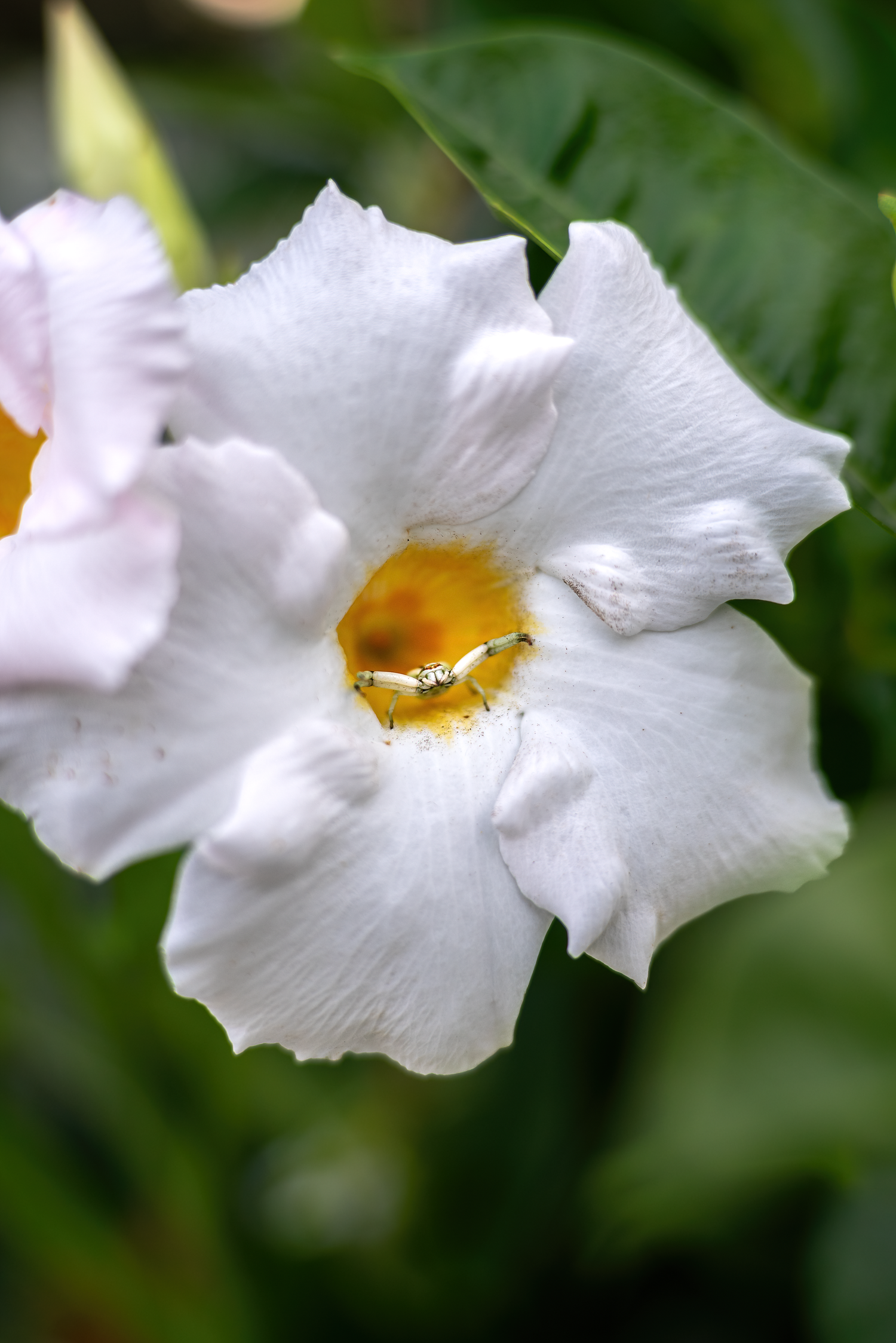 Scenic garden photo featuring flowers, plants, and tranquil outdoor beauty by Oasis Digital.