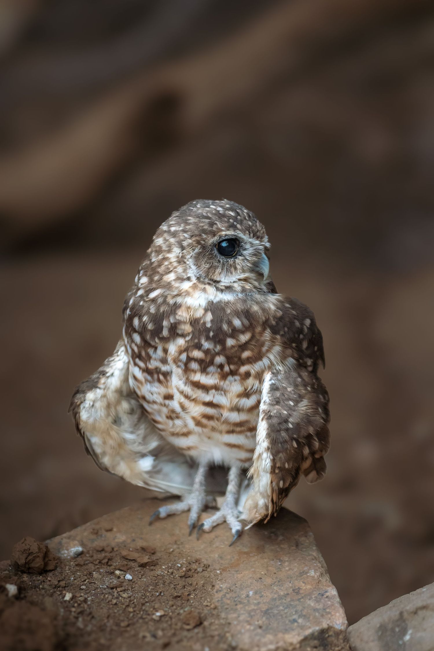 Wildlife portrait photography of a burrowing owl captured in sharp detail by Oasis Digital.