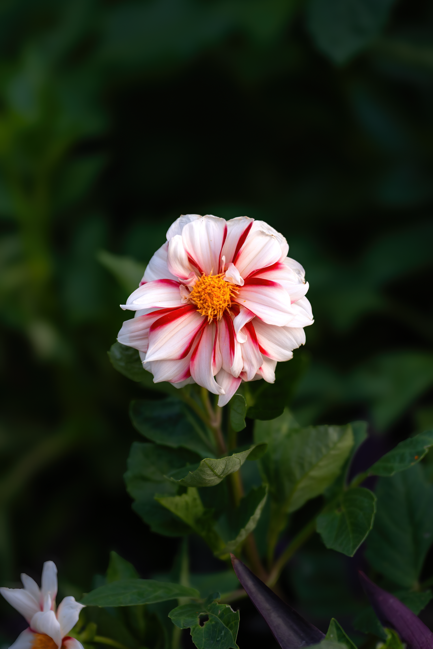 Professional garden photography of colorful flowers and greenery captured by Oasis Digital.