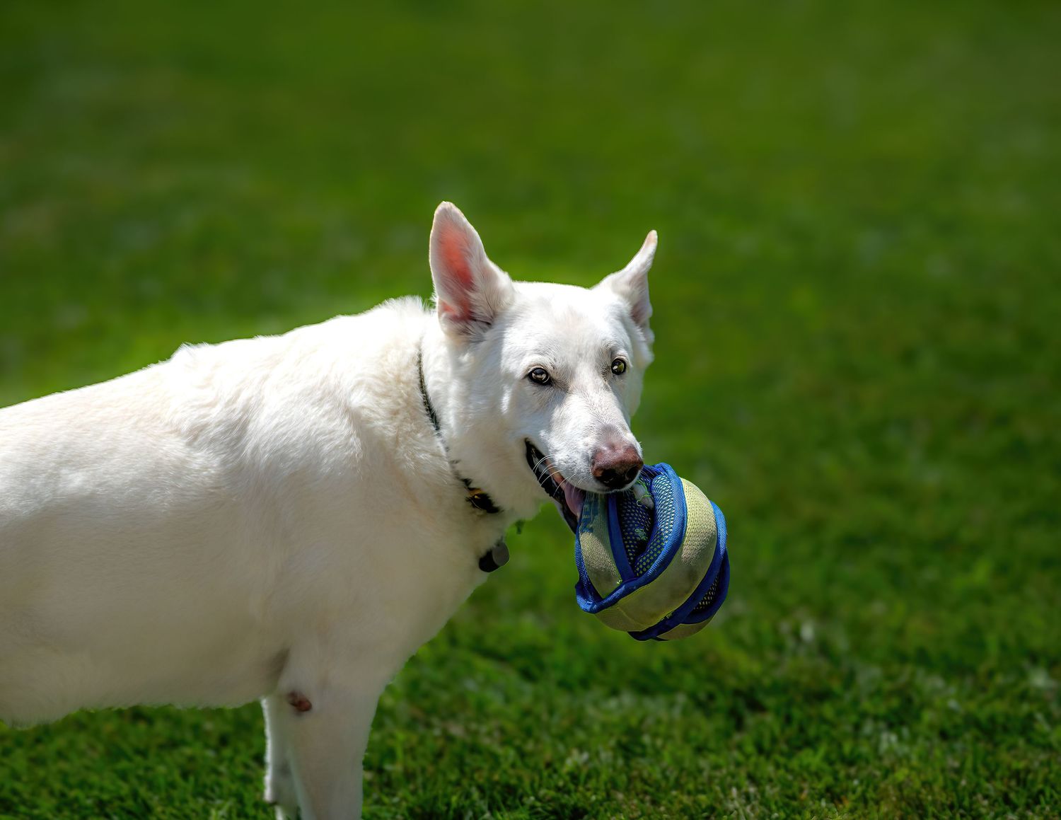 Professional pet photography of a white German Shepherd posing outdoors captured by Oasis Digital.