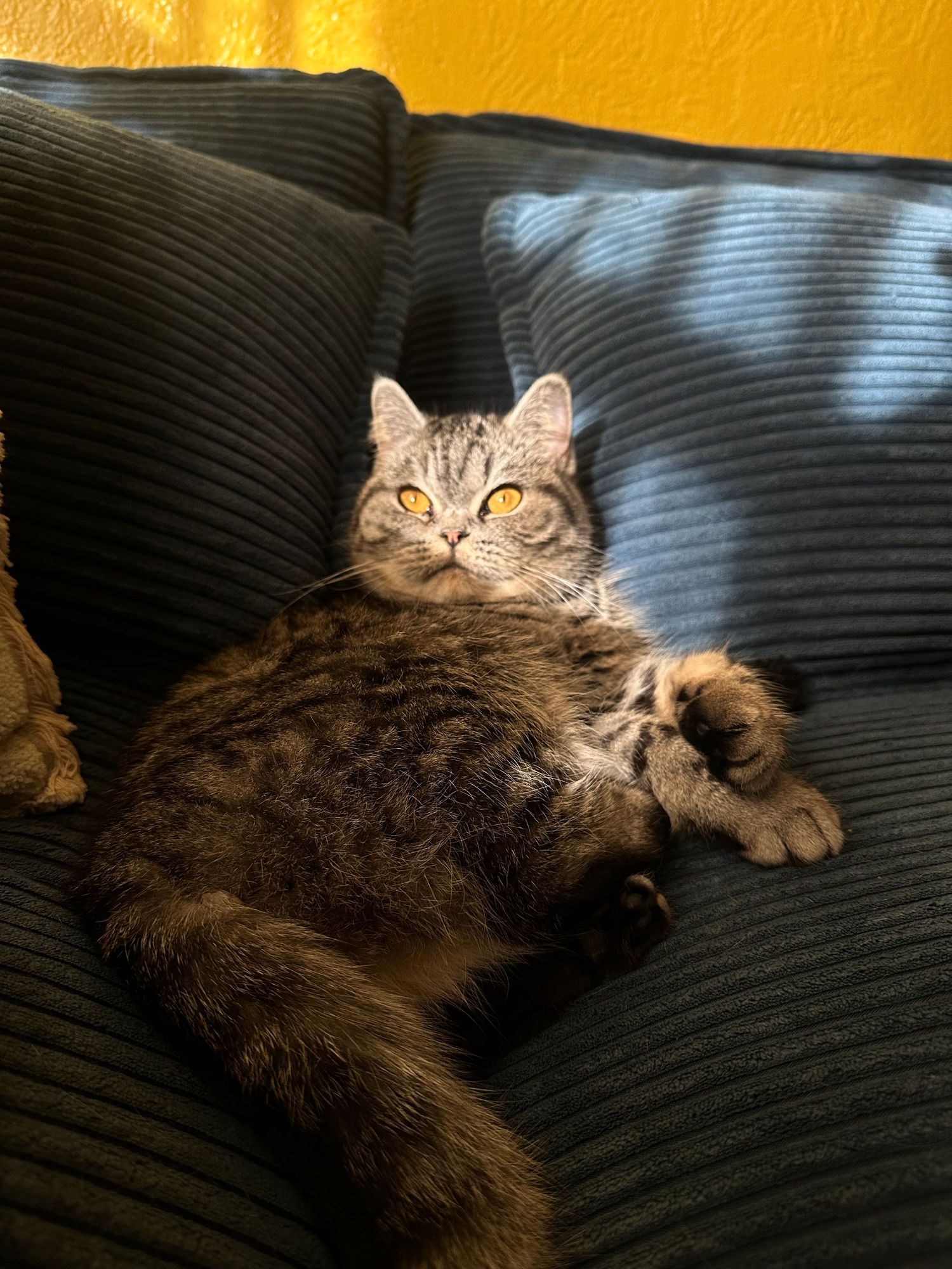 A tabby cat lounges comfortably on a dark corduroy couch in a series of relaxed poses against a warm yellow wall.