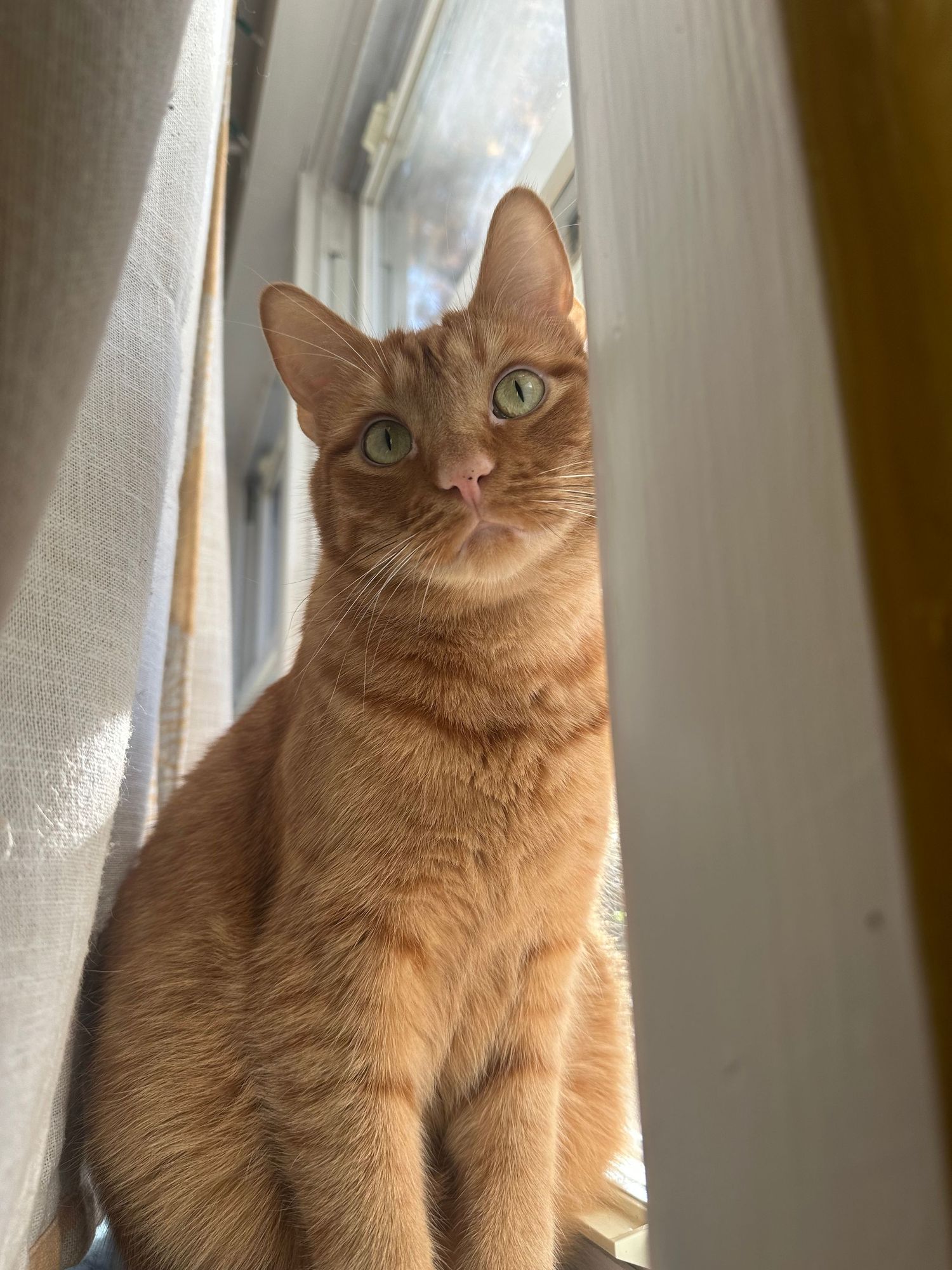 An orange tabby cat sits attentively by a window, looking upward with bright eyes in a series of similar poses.