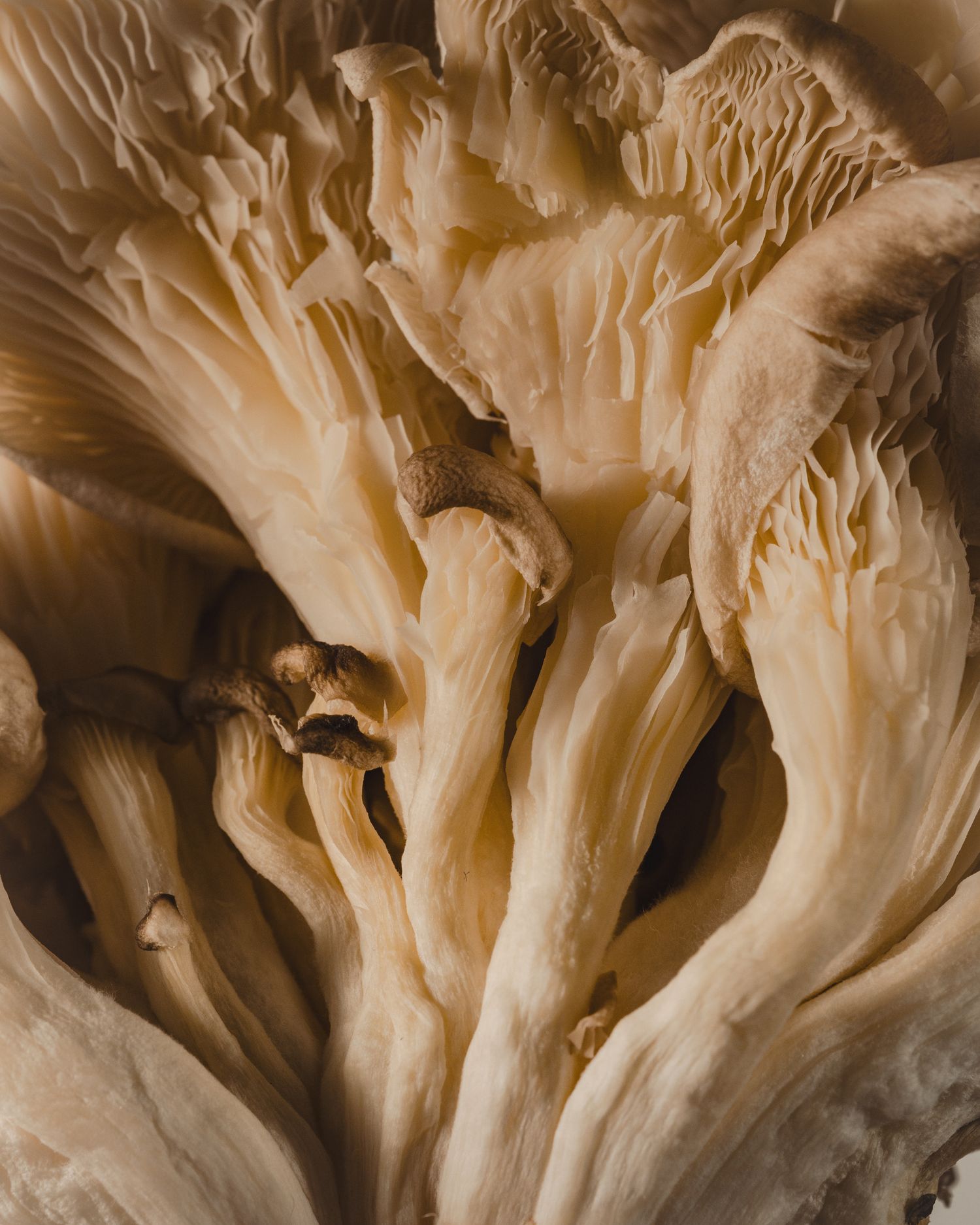 Mushrooms, Sheridan College, James Glac Photography, Oakville, Ontario