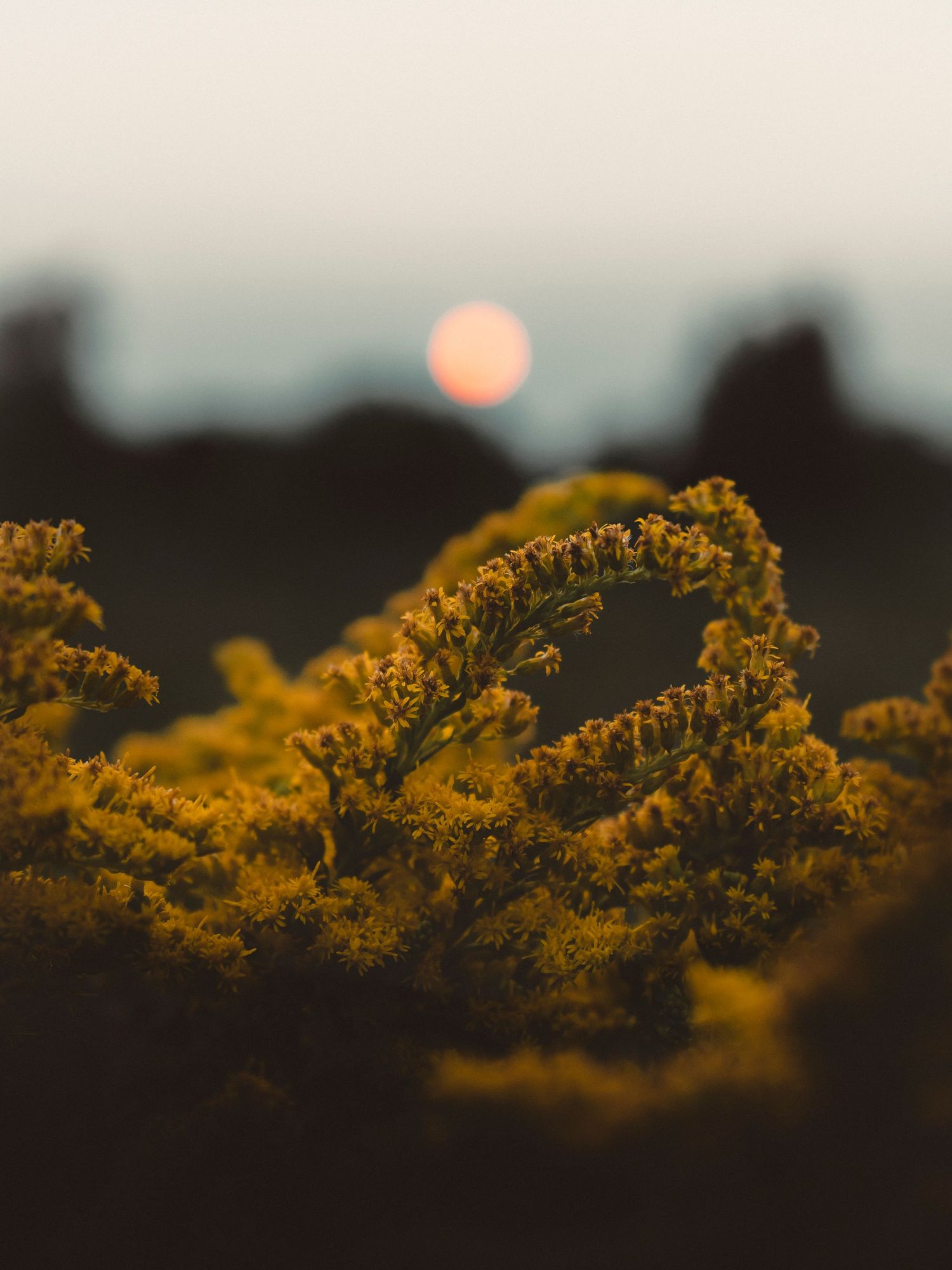 Flowers in sun, Erin Ontario, james Glac Photography