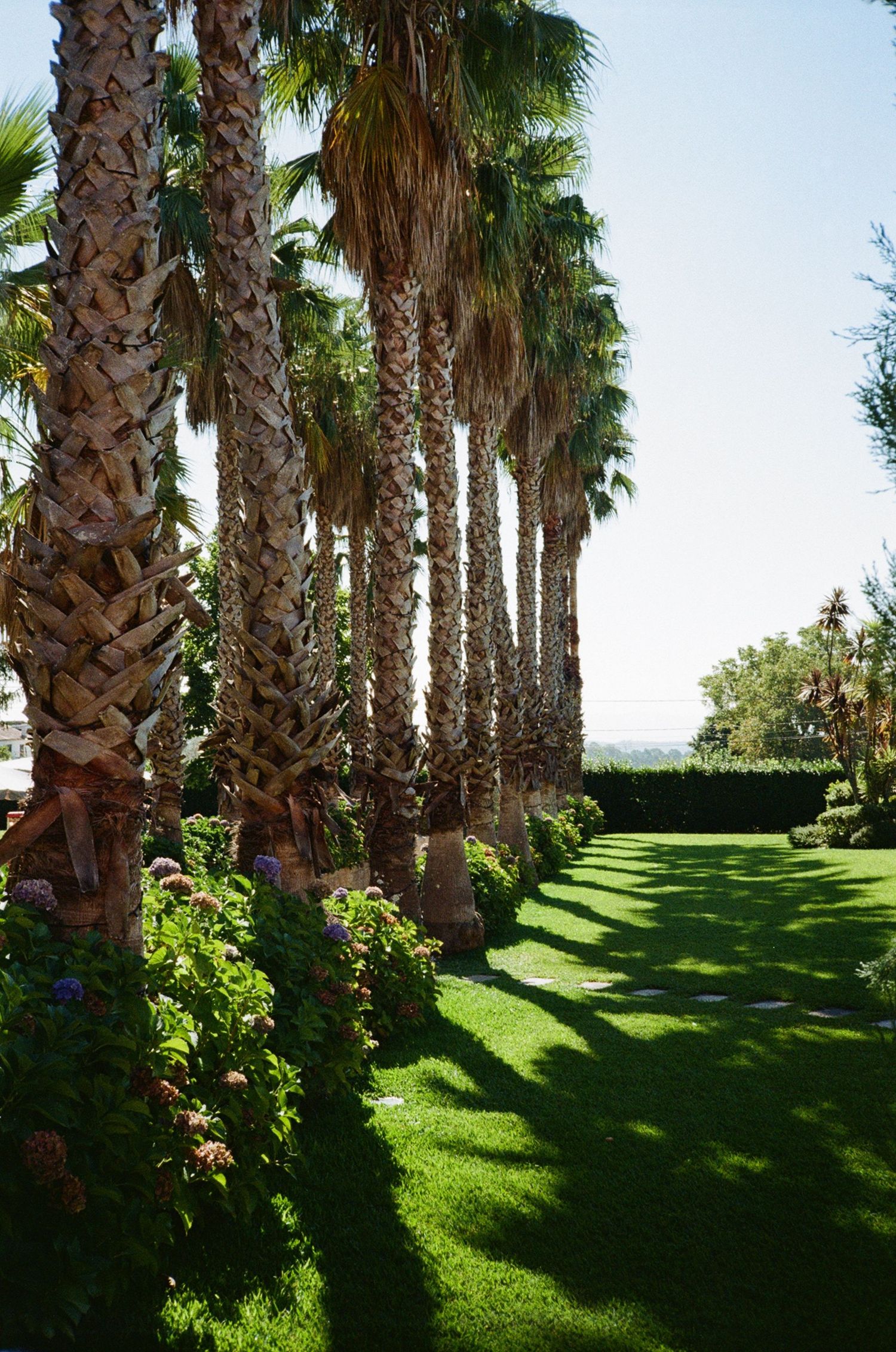 A row of tall palm trees casting shadows on a lush green lawn with colorful flowering plants in a tropical garden.