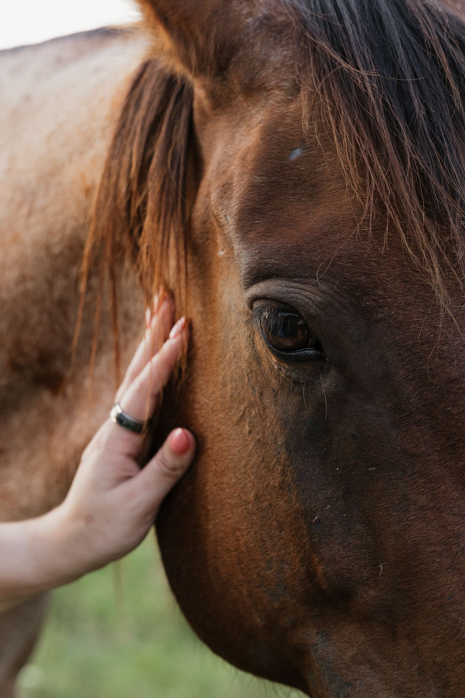 Close-up of a hand gently touching the face of a brown horse near its eye in natural light.