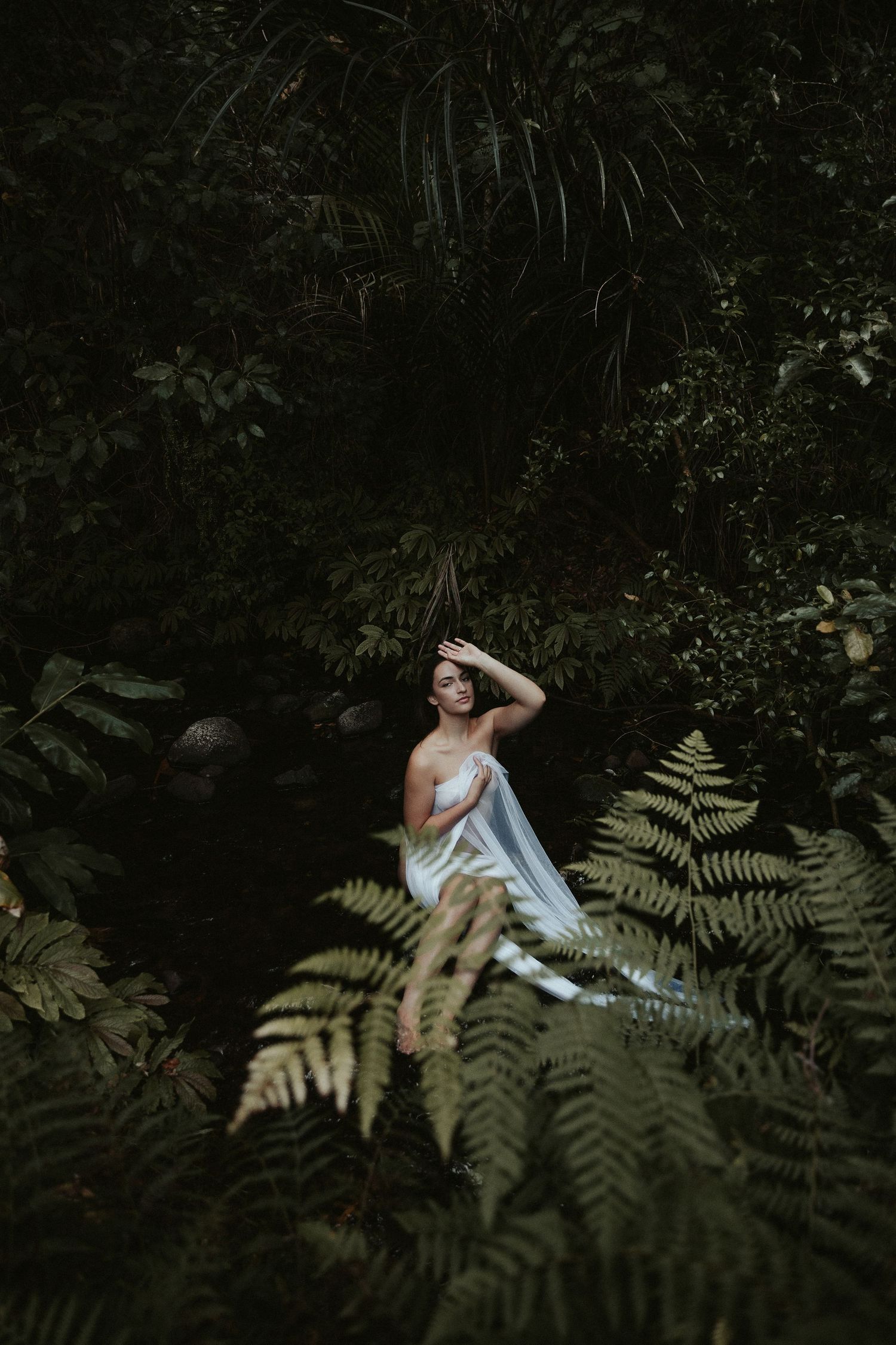 Moody forest photography with large ferns creating natural shadows and texture.