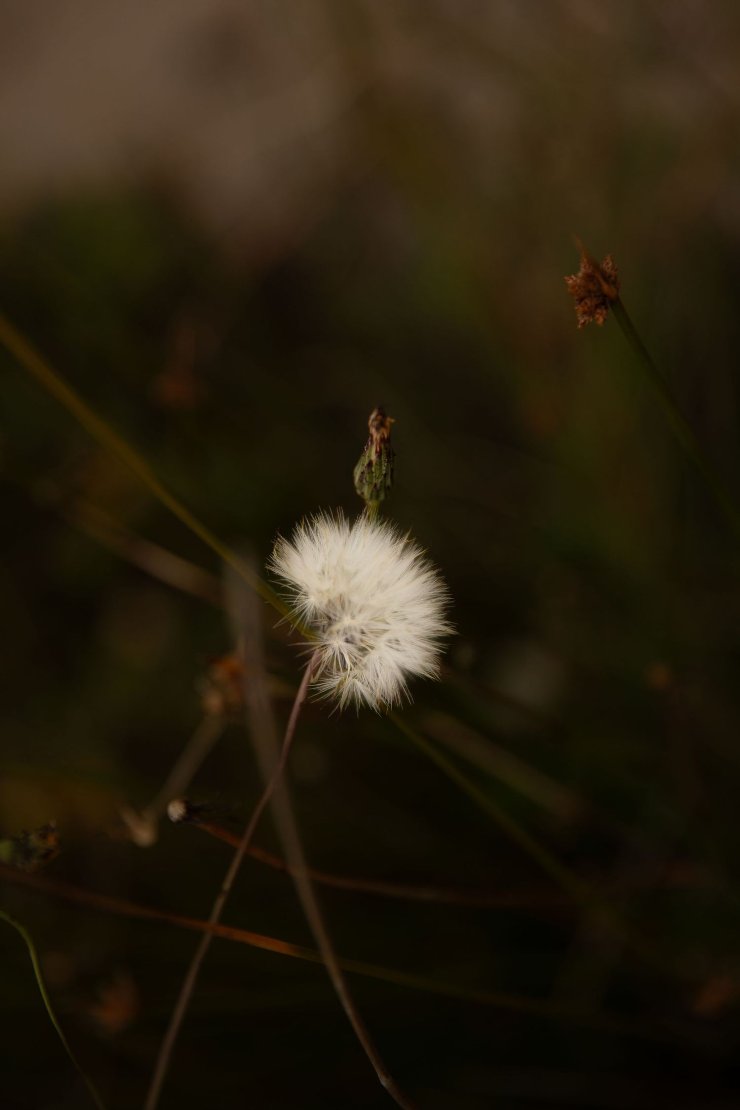 Close-up of delicate dandelion seed head against dark background.