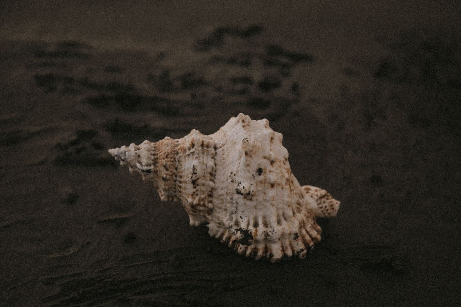 Close-up of a white seashell on dark sand with moody lighting and textural details.