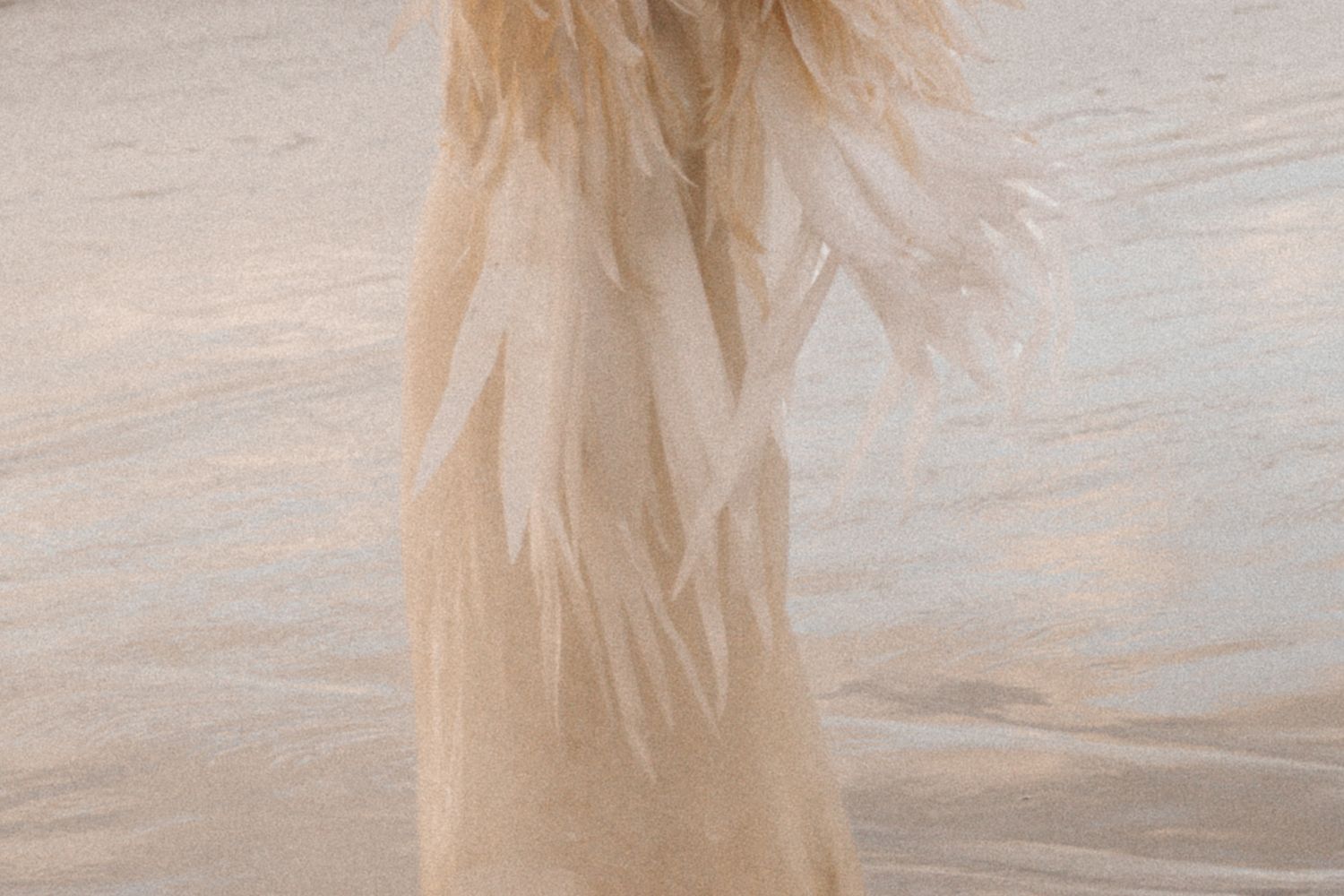 A long-haired cream colored cat stretches out while lying on a white surface.