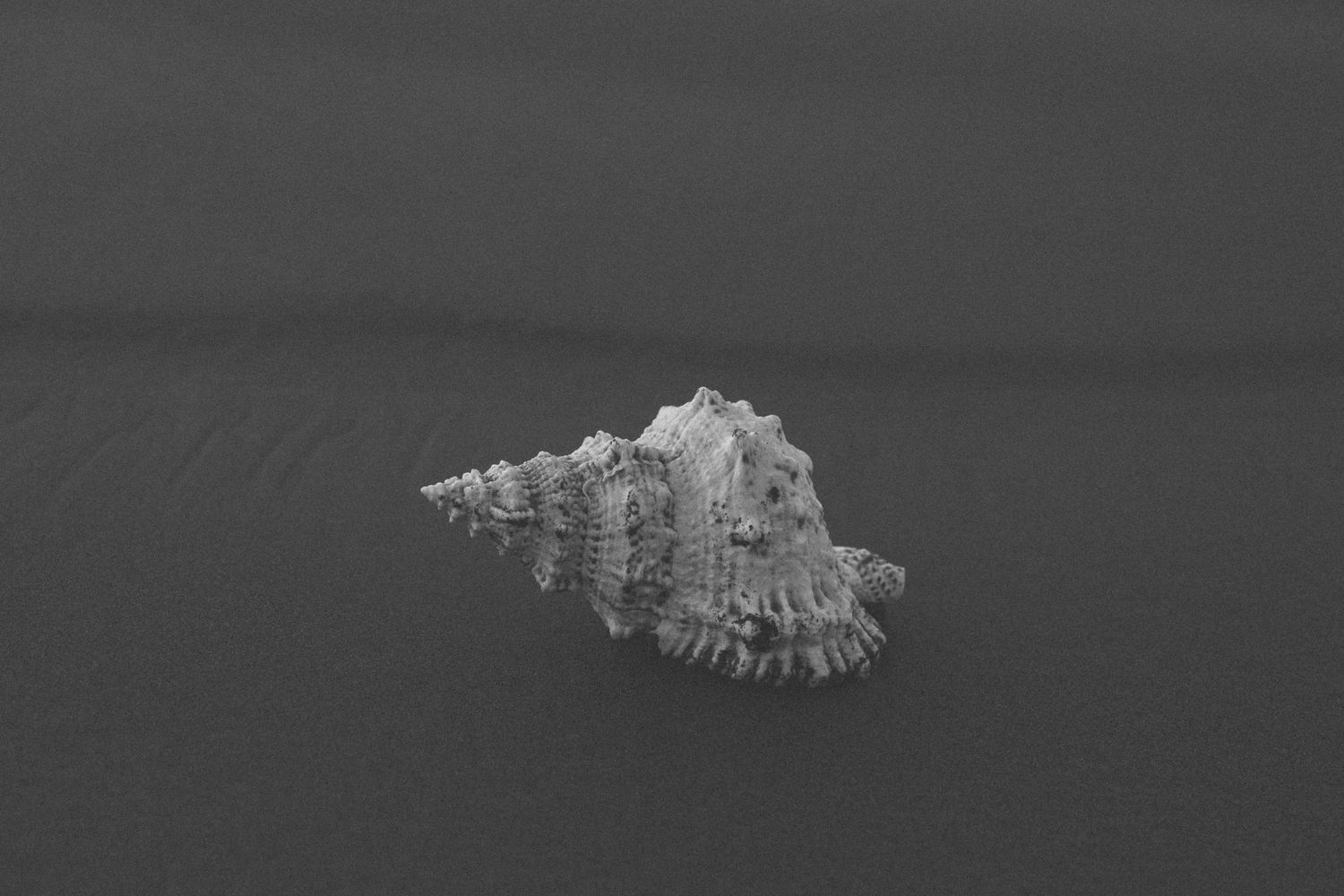 Artistic still life of a white conch shell against dark moody background.