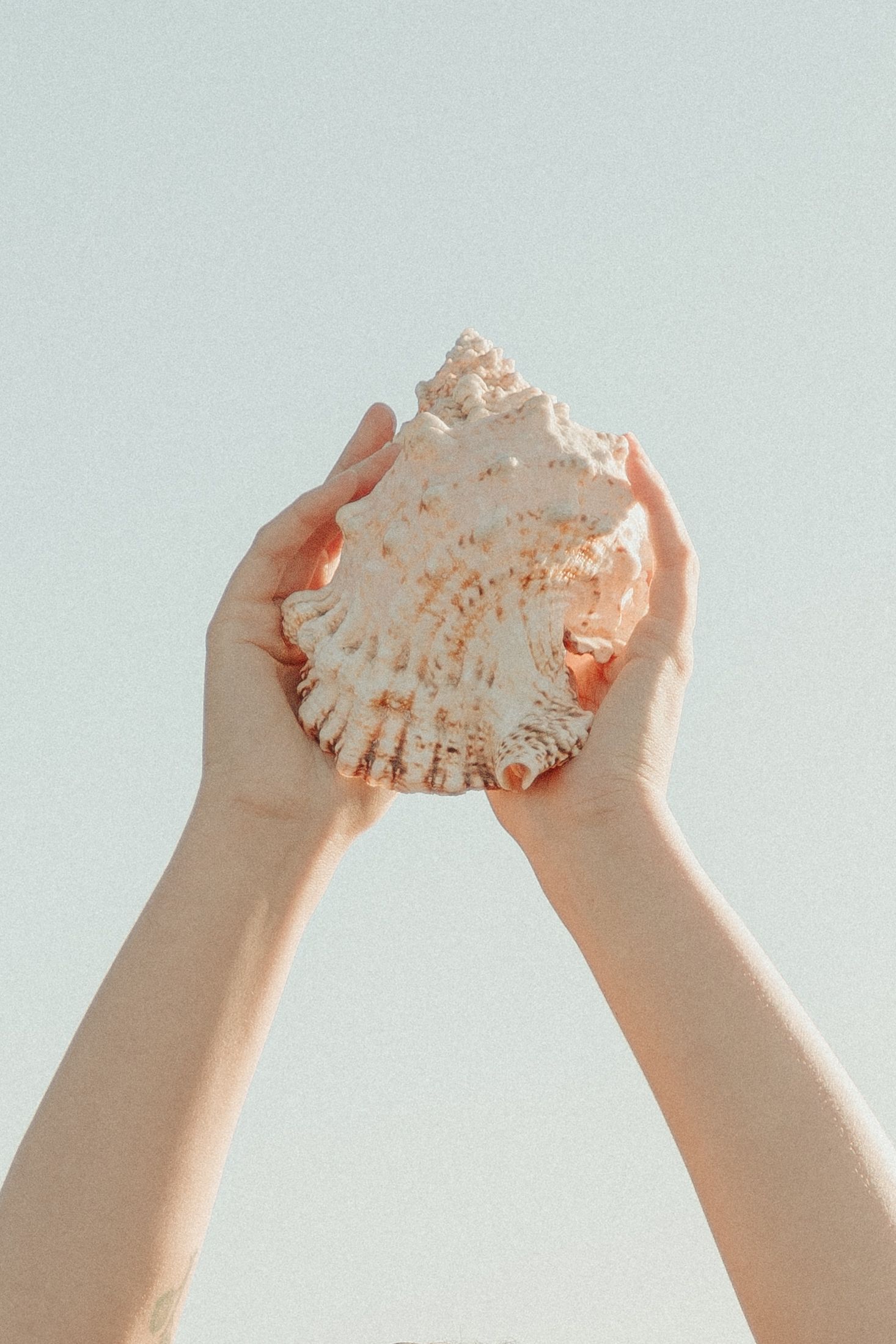 Hands holding up a delicate seashell against a light blue sky background.