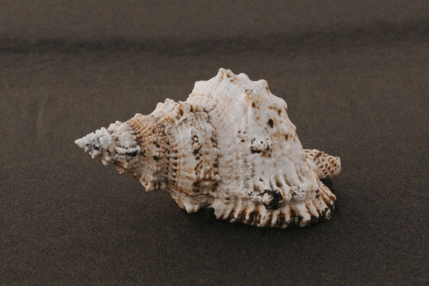 Detailed macro shot of an ornate white seashell against dark background showing intricate patterns.