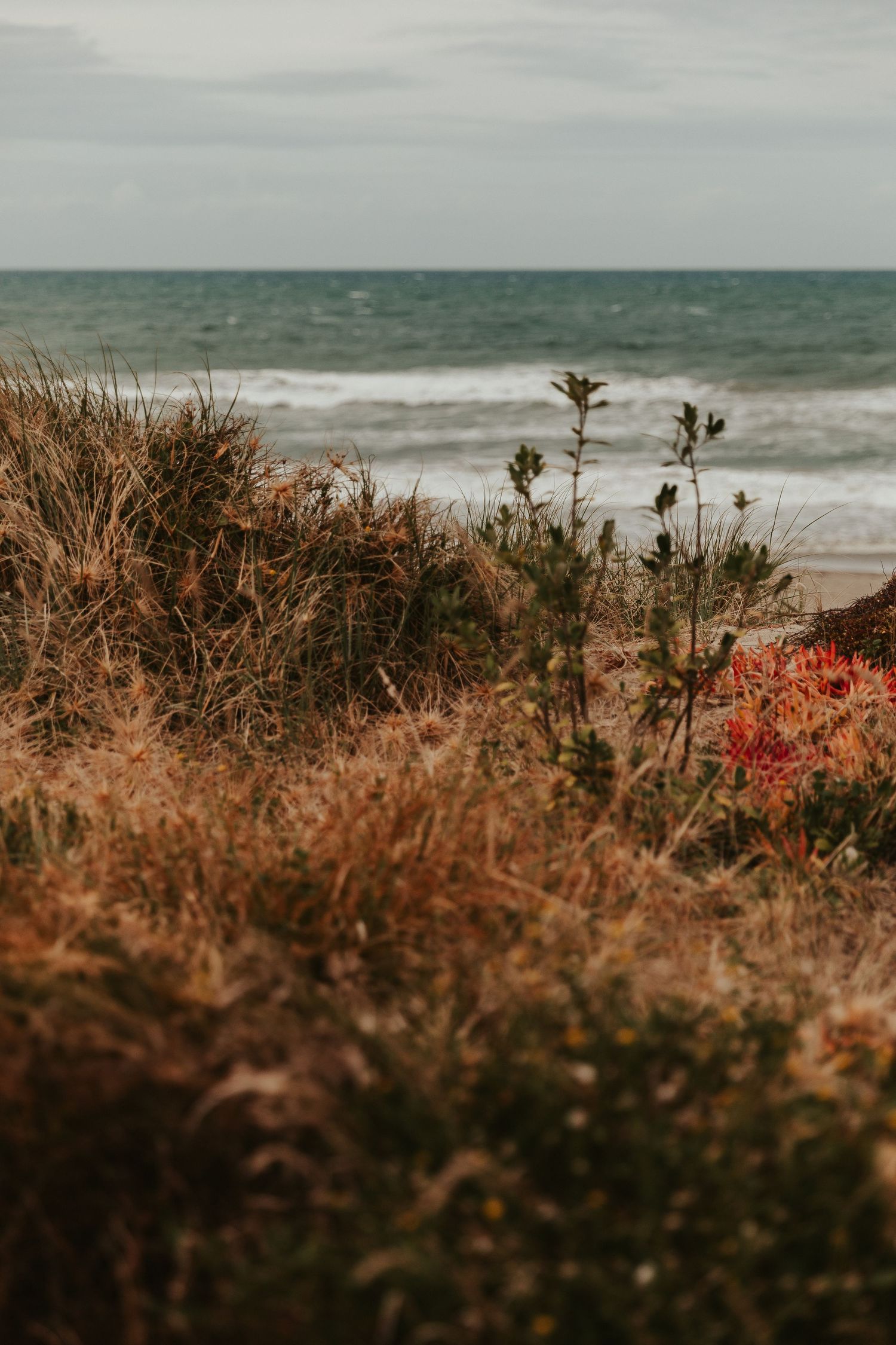 Coastal landscape with ocean waves and red flowers in foreground.
