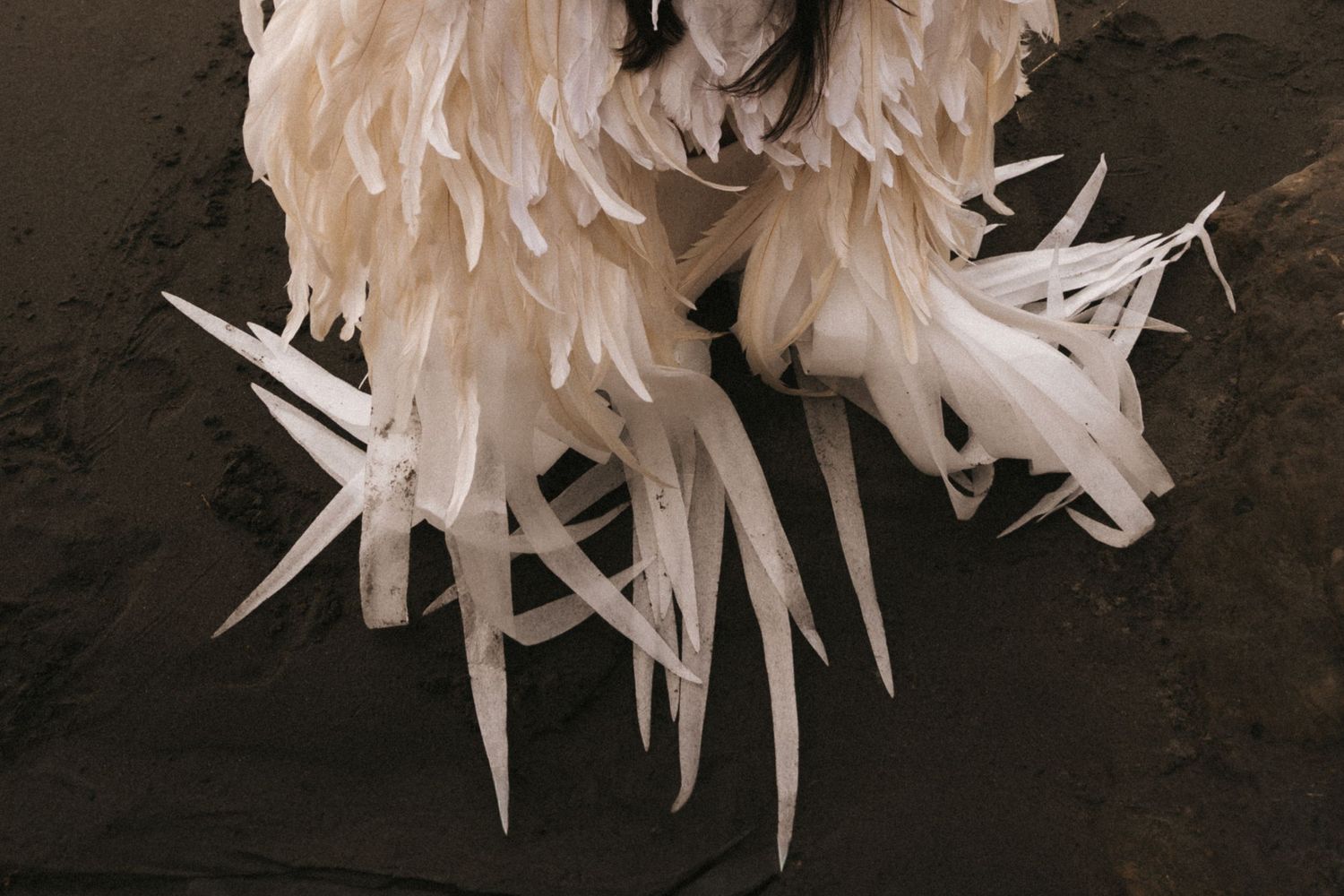Delicate white feather chrysanthemum petals unfold in a dramatic macro shot against a dark background.