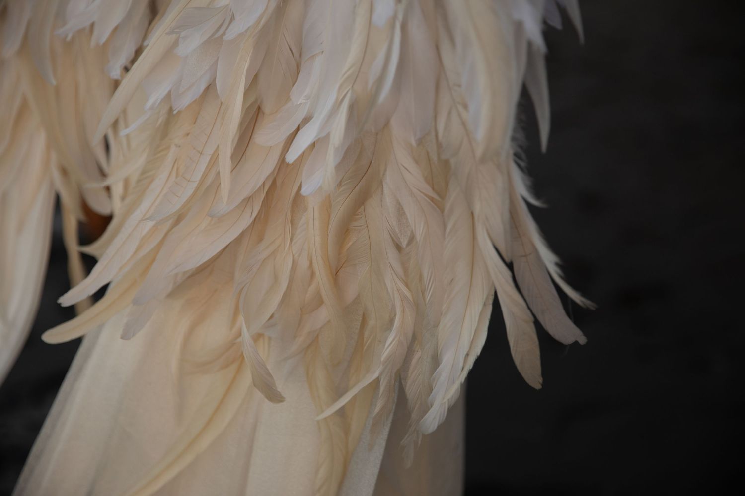 Close-up detail of soft white feathers with delicate layered texture against dark background.