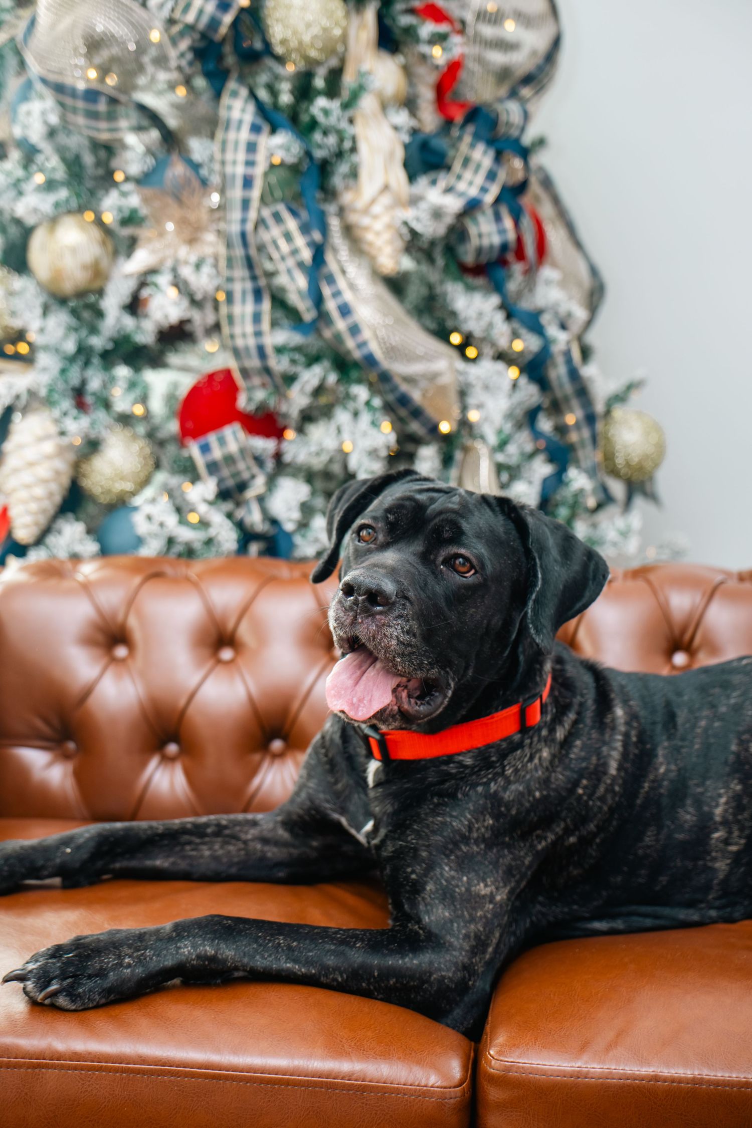 Black Labrador wearing red collar lounges on brown leather couch with decorated Christmas tree in background.