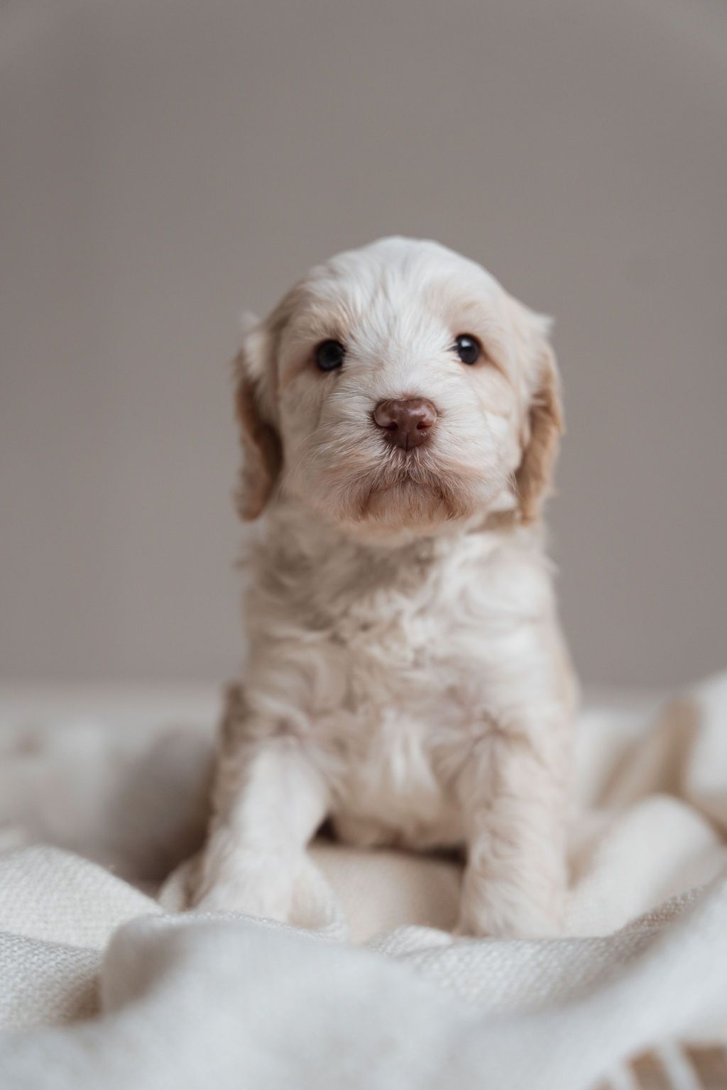 Adorable white fluffy puppy sitting on a soft cream blanket, looking curiously at the camera with big dark eyes.