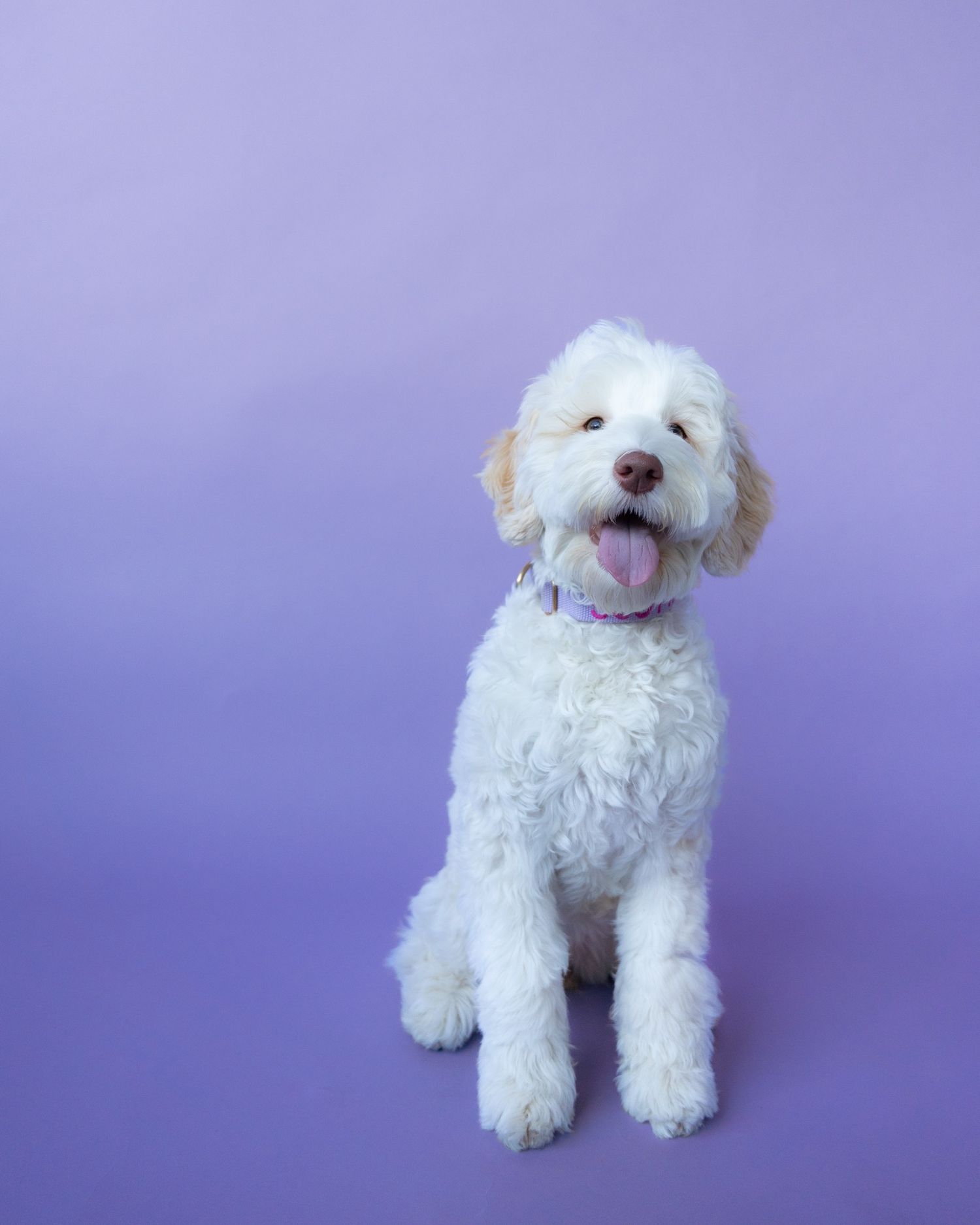A fluffy white dog poses against a purple background in a series of similar photos.
