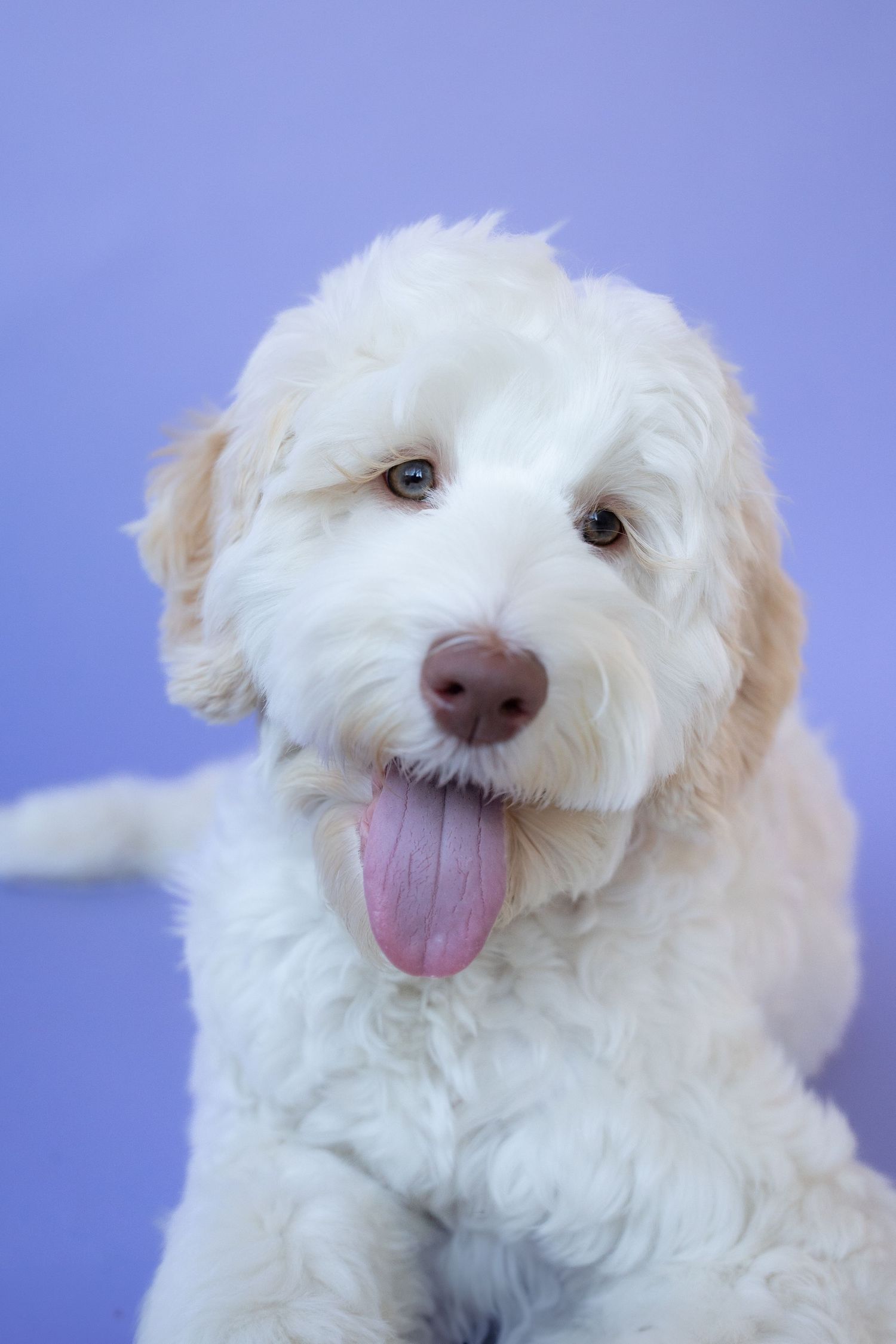 Adorable white fluffy dog with expressive brown eyes and pink tongue shows different playful facial expressions against blue background.