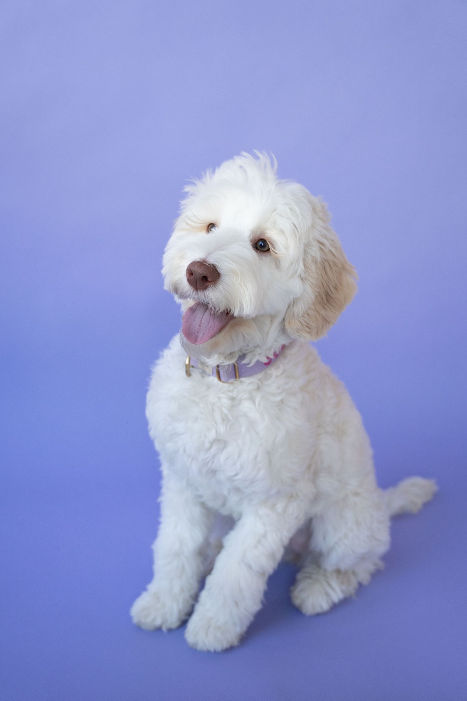 A fluffy white Maltipoo puppy poses playfully against a purple background in a series of adorable shots.