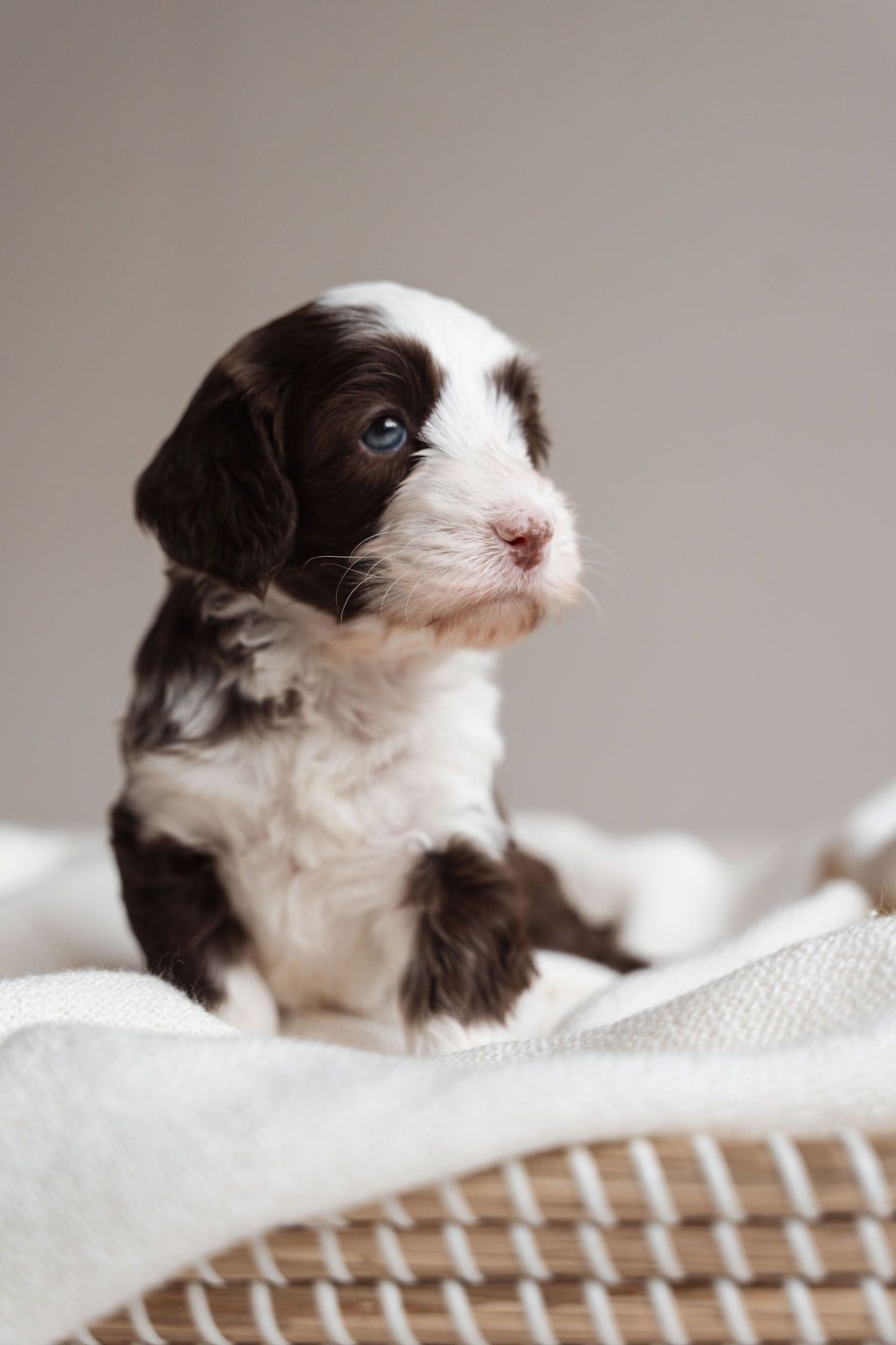 Adorable brown and white puppy sitting upright on a white blanket in a wicker basket against a neutral background.