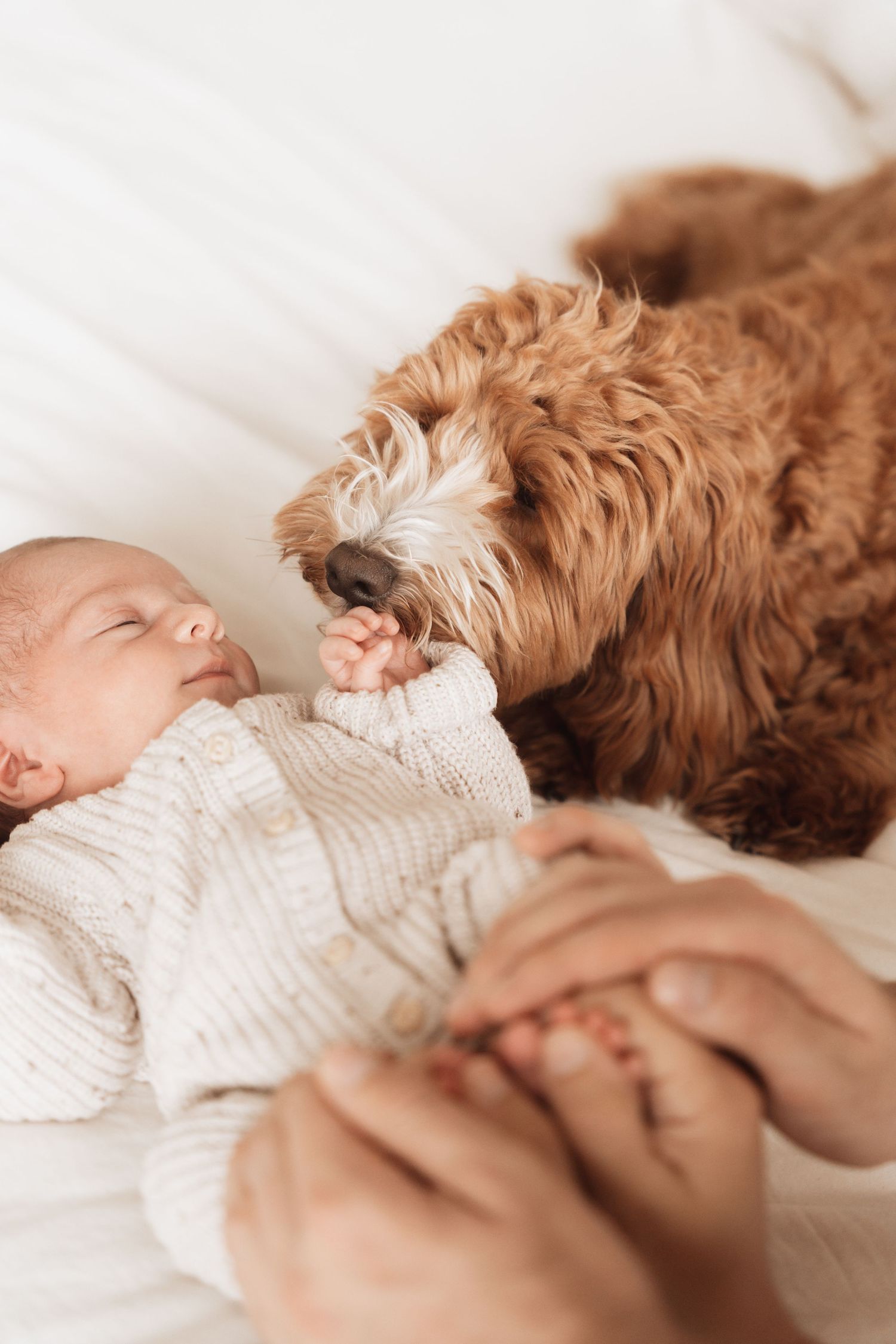 Newborn resting peacefully next to fluffy brown dog on white bedding.