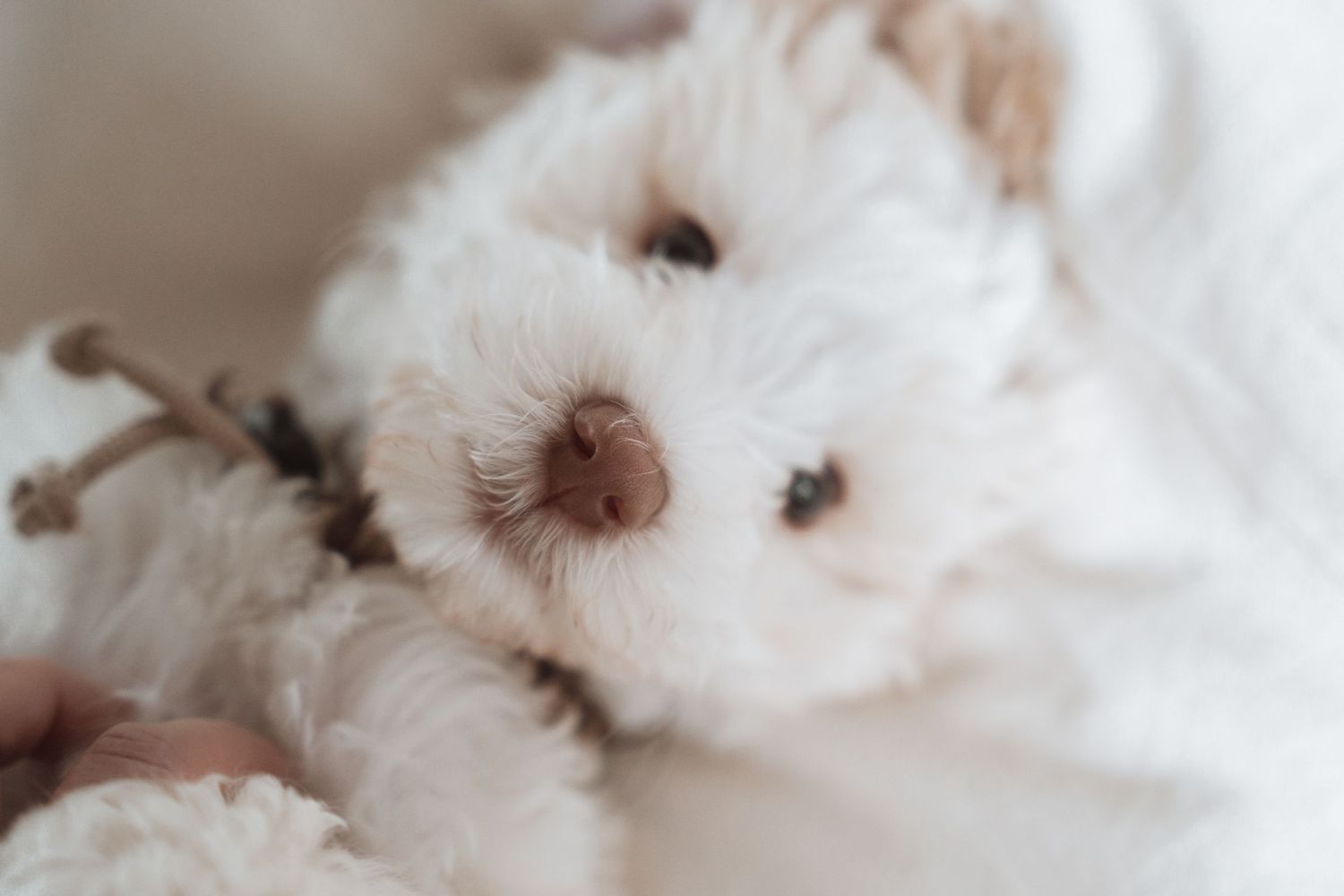 Close-up of a soft white teddy bear with a brown nose and dark button eyes, perfect for a cozy nursery or gift.