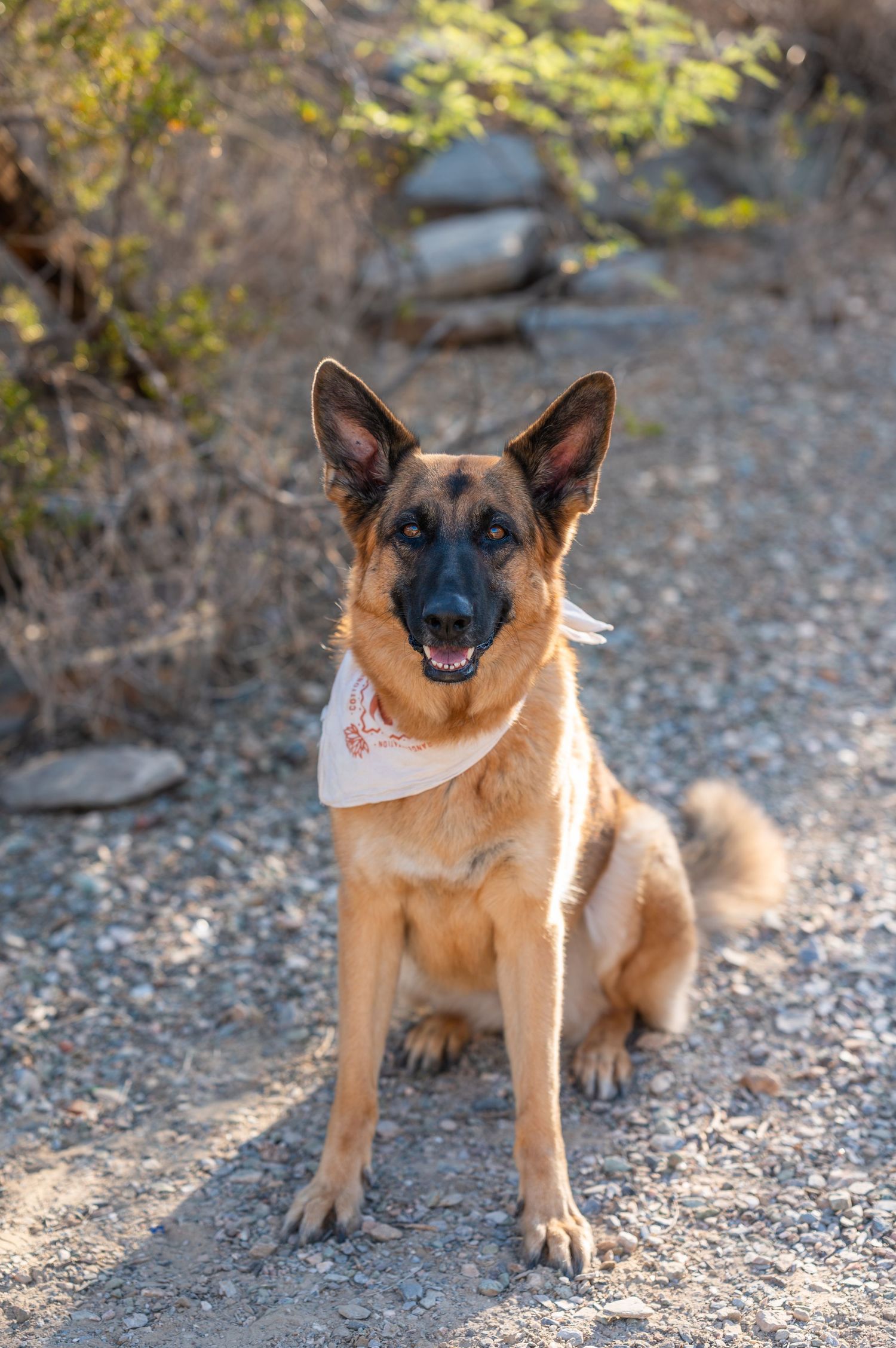phoenix photographer, arizona photographer, scottsdale photographer, phoenix wedding photographer, scottsdale pet photographer