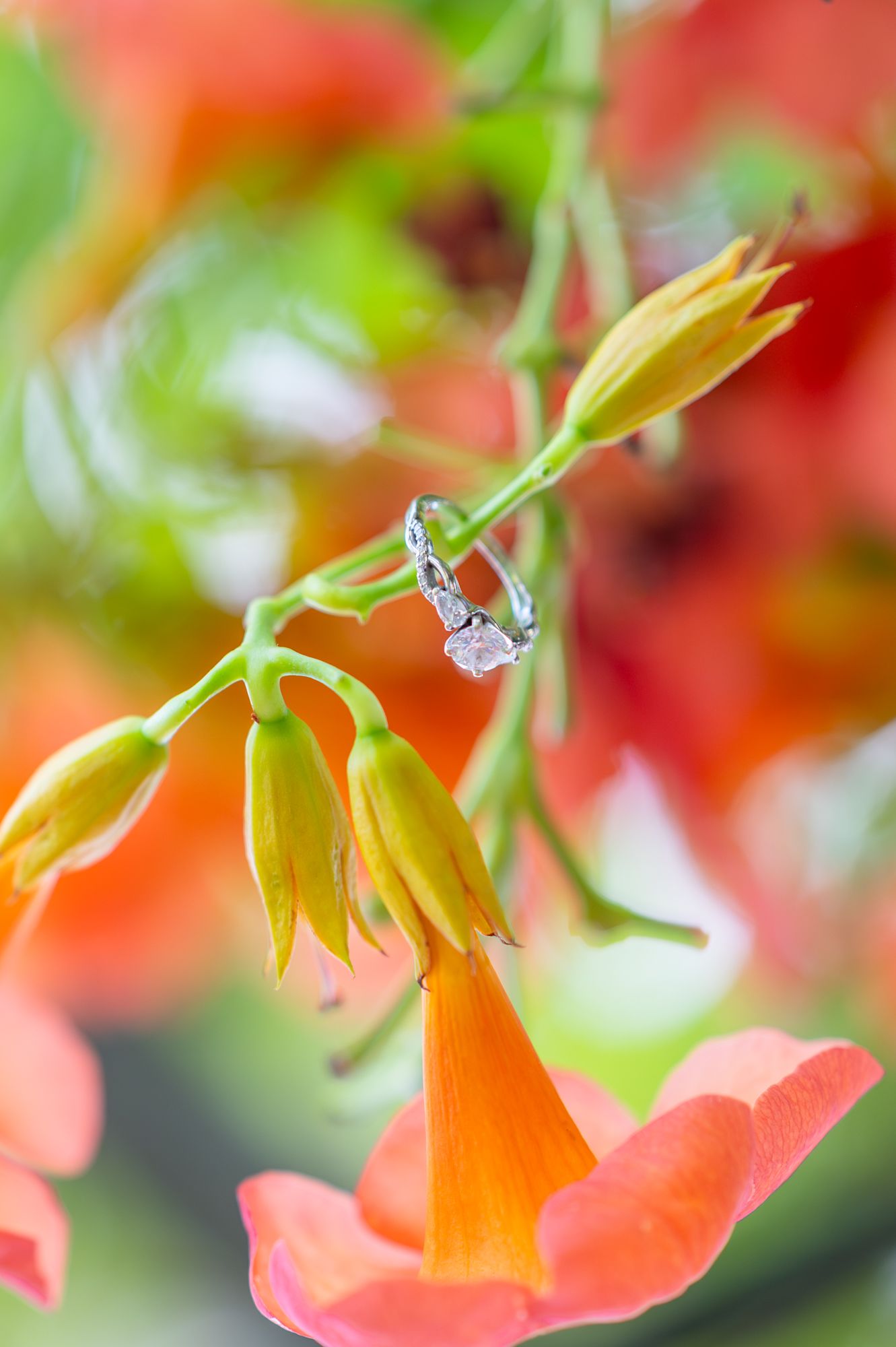 phoenix engagement photographer, couples photographer phoenix, scottsdale photographer, az photographer, scottsdale engagement photographer