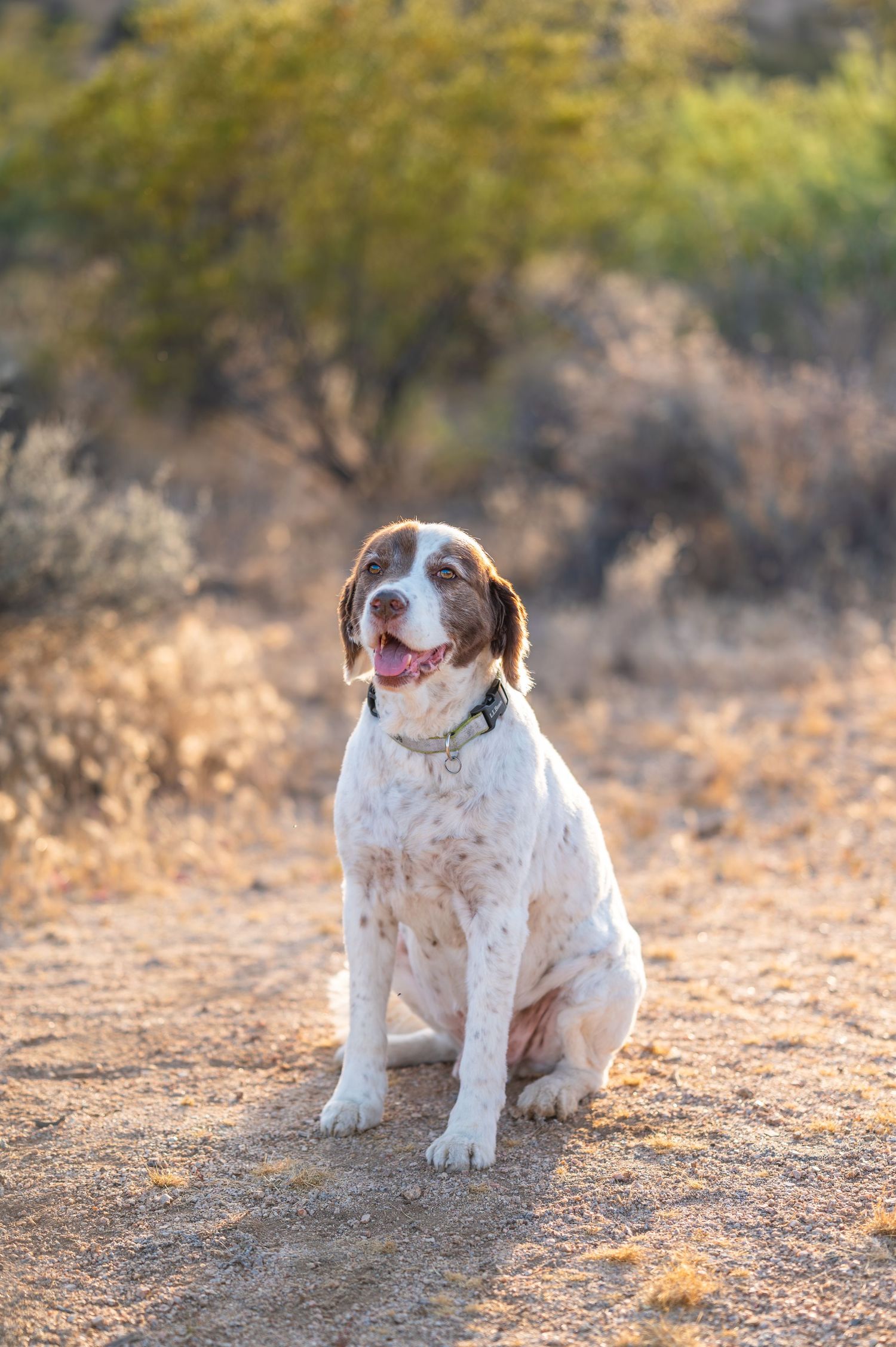 phoenix photographer, arizona photographer, scottsdale photographer, phoenix wedding photographer, scottsdale pet photographer