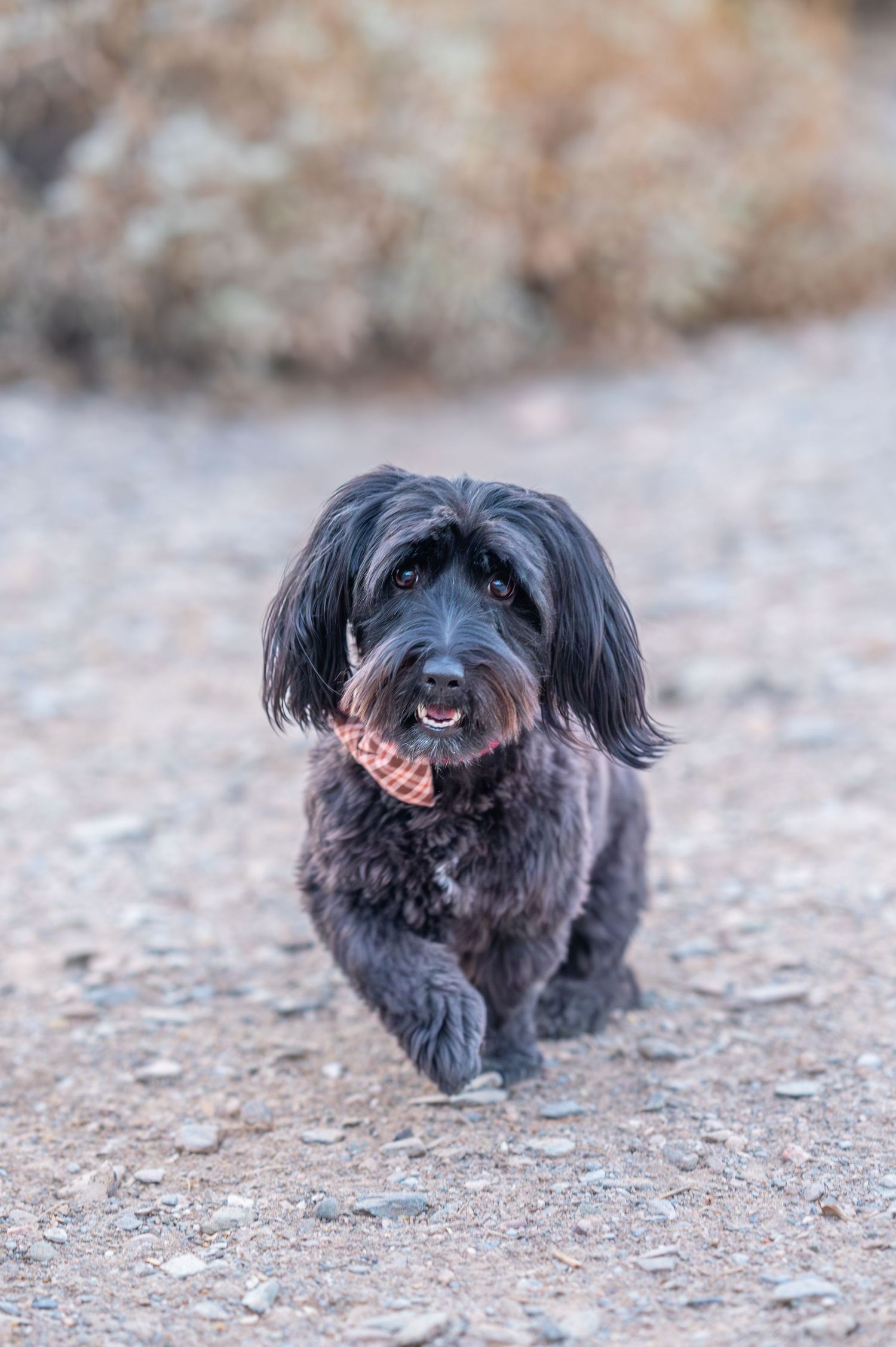 phoenix photographer, arizona photographer, scottsdale photographer, phoenix wedding photographer, scottsdale pet photographer