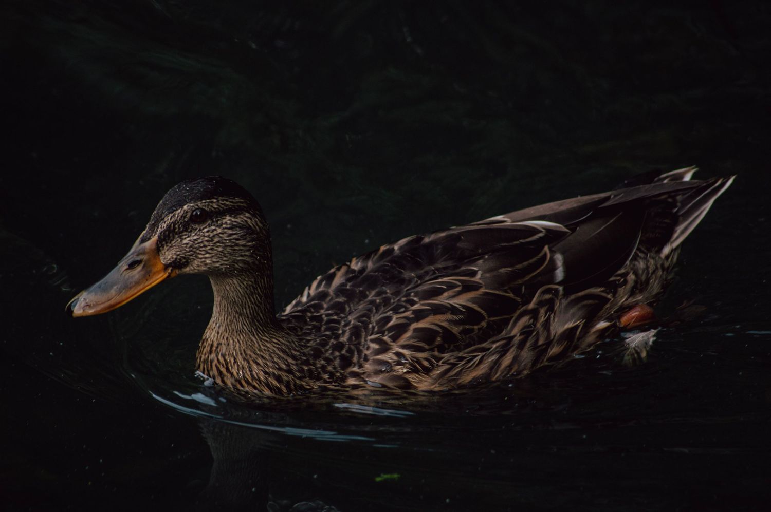 Close-up of a duck with dramatic lighting, detailed wildlife photography. Rotherham Photography air shows