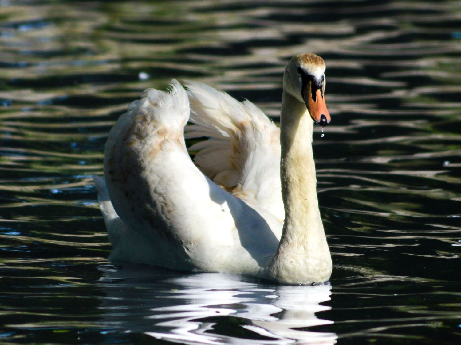 swan on a lake with wings raised Rotherham Photography air shows